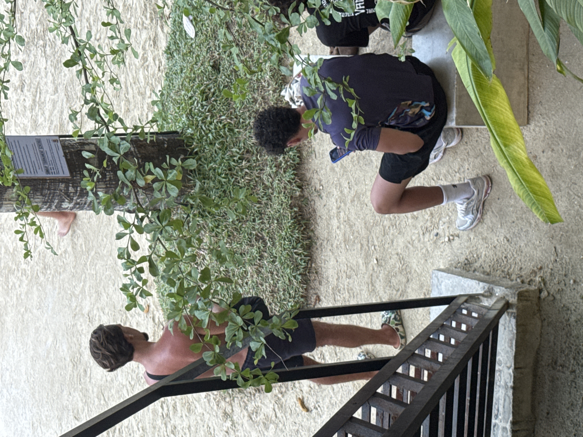 This outdoor scene captures individuals in a casual, sunny setting, likely in General Luna, Philippines, with the ground composed of light sand and dirt interspersed with patches of green ground cover. The image is taken from a slightly elevated vantage point, looking down.
In the foreground on the left, a person with dark, wavy hair is partially visible, wearing a dark top and dark shorts, standing near a black metal railing. Their foot, wearing a camouflage-patterned sandal, is visible near the railing. Adjacent to this person is a wooden post bearing a sign with clear text, indicating a "TOURNAMENT SCHEDULE." The first word is less clear, possibly "SNUPPY" or "SIARGAO."
Further into the mid-ground on the right, an individual with curly dark hair, dressed in a dark long-sleeved shirt with a graphic design and dark shorts, is bending or squatting on a concrete ledge. They are engrossed in a smartphone held in their hands and are wearing white socks with light-colored athletic shoes. Behind this person, partially obscured by large green foliage, another individual is seen resting on the same concrete structure, wearing dark shorts and a dark t-shirt with white text, possibly "VARE" or "VARI."
Lush green plants and foliage are prominent throughout the frame, including hanging vines and broad-leaved plants, contributing to a tropical atmosphere. The bright, even lighting suggests it is daytime, and the overall mood is relaxed and unhurried.