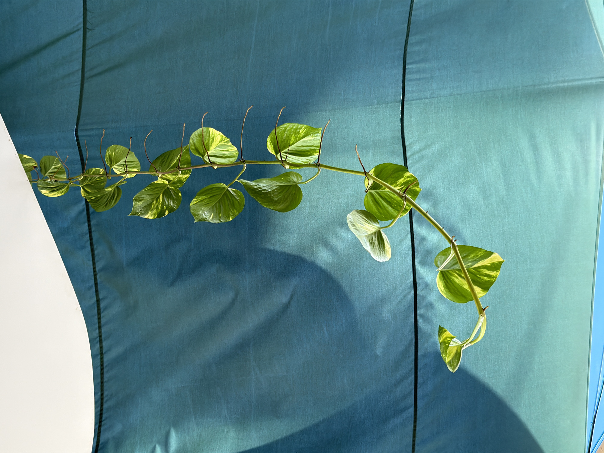 A pothos vine is shown against a blue-green backdrop. The vine is oriented horizontally, with the majority of its foliage positioned to the left. The leaves are heart-shaped, exhibiting variegation with shades of green and yellow. Bare stems without leaves extend upwards from the vine at regular intervals. A white surface is visible on the left edge of the frame. The background is a fabric material. The location is within Nha Trang Ward, Vietnam.