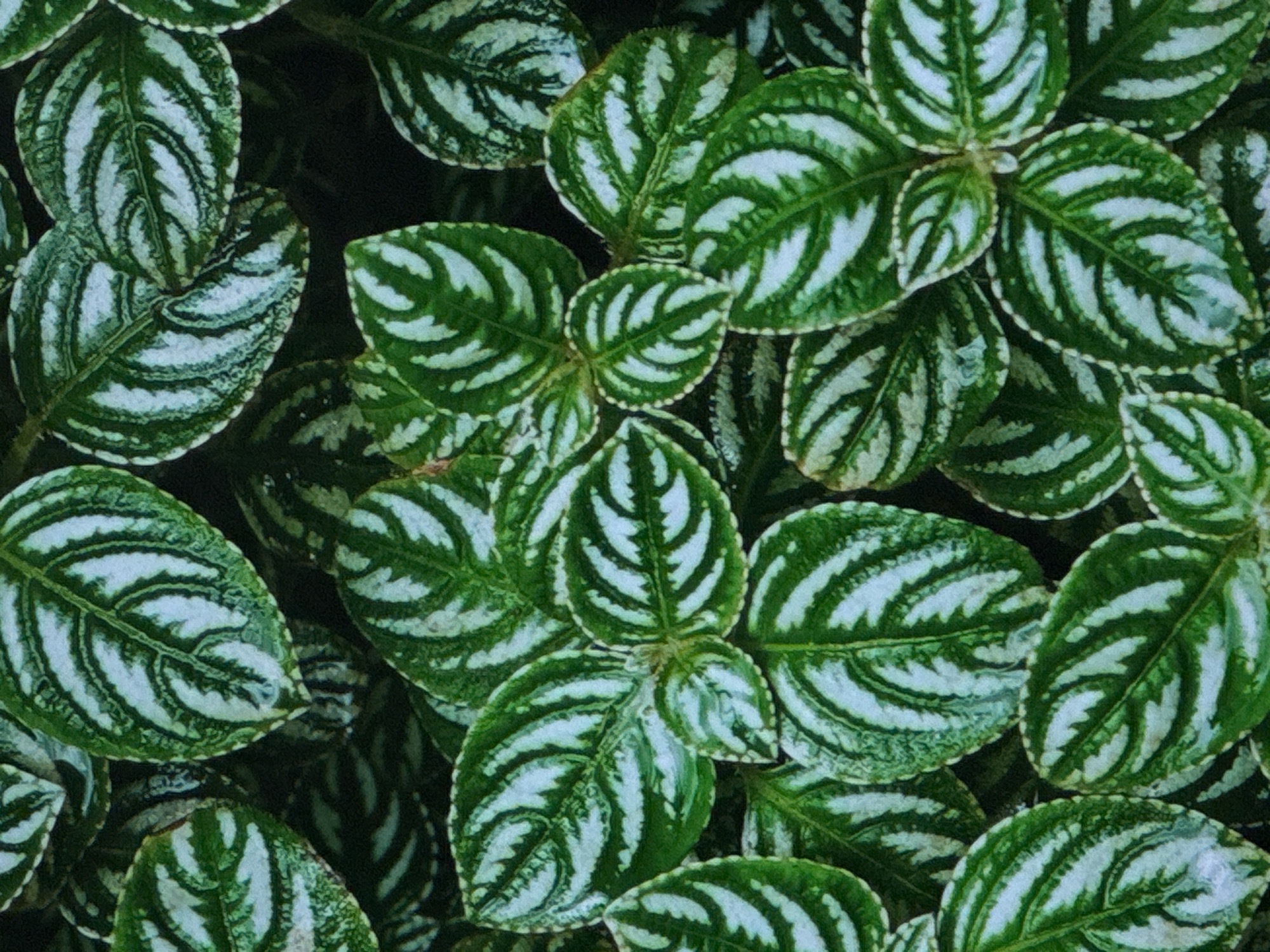 The image is a close-up, overhead shot of a dense cluster of green leaves with intricate, silvery-white patterns. The leaves are oval-shaped and have serrated edges. The patterns on the leaves consist of parallel, curved lines that run from the central vein towards the edges. The lighting is somewhat diffused, creating subtle shadows that add depth and texture to the foliage. There are no visible people, objects, or actions, only the natural arrangement of the leaves. The image does not contain any specific geographical markers that would indicate its location in the city of Sinyavino, Russia.
