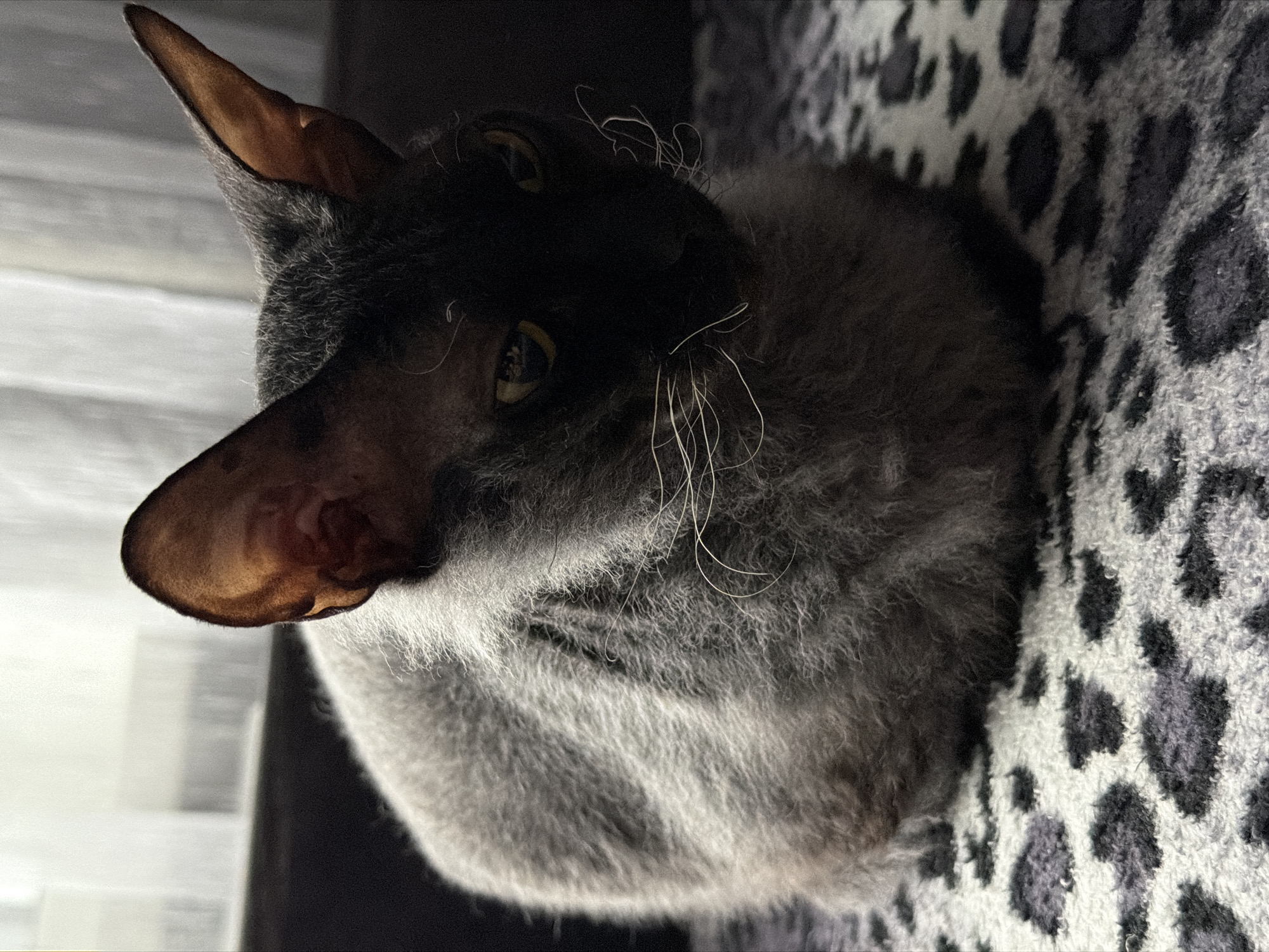 A gray Cornish Rex cat is nestled in a gray and white leopard-print pet bed. The cat has a black face, large ears, and yellow eyes. It is facing towards the left side of the image. The location is unknown.