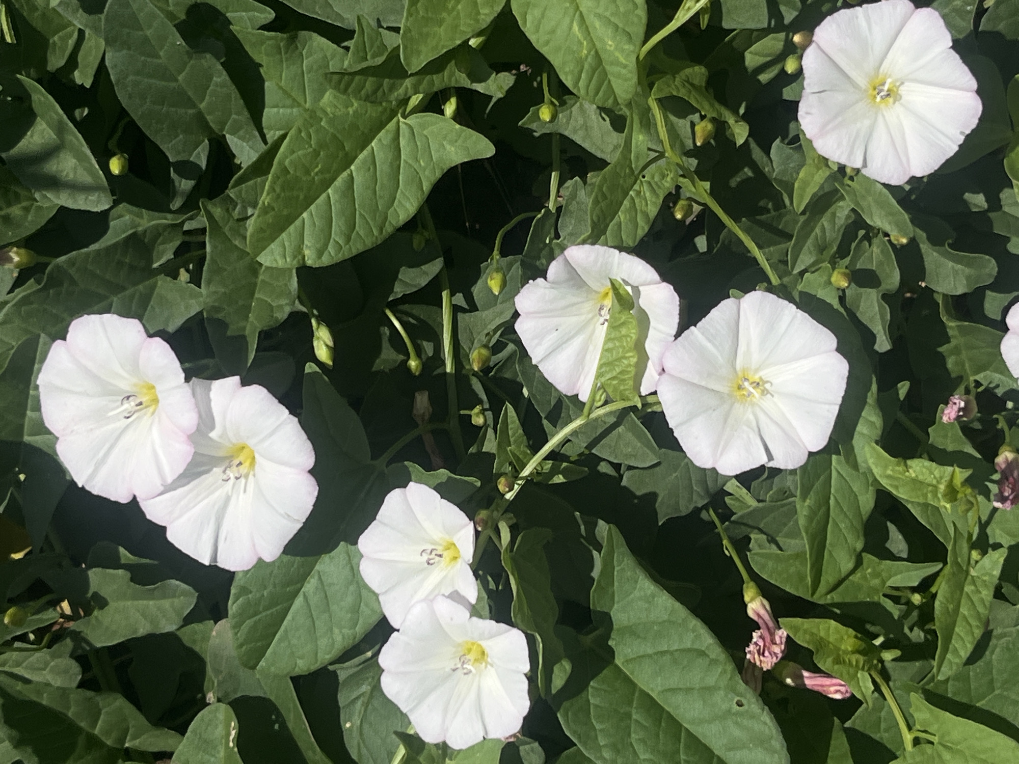The image shows a cluster of white convolvulus flowers with pink-tinged edges, surrounded by lush green foliage. Several buds are also visible. The scene is a close-up shot, with the flowers occupying most of the frame. The lighting suggests it is daytime, with sunlight casting shadows on the leaves. The overall impression is one of natural beauty and growth. The image does not contain any indications of a specific location in Tikhoretsk, Russia or any human presence.