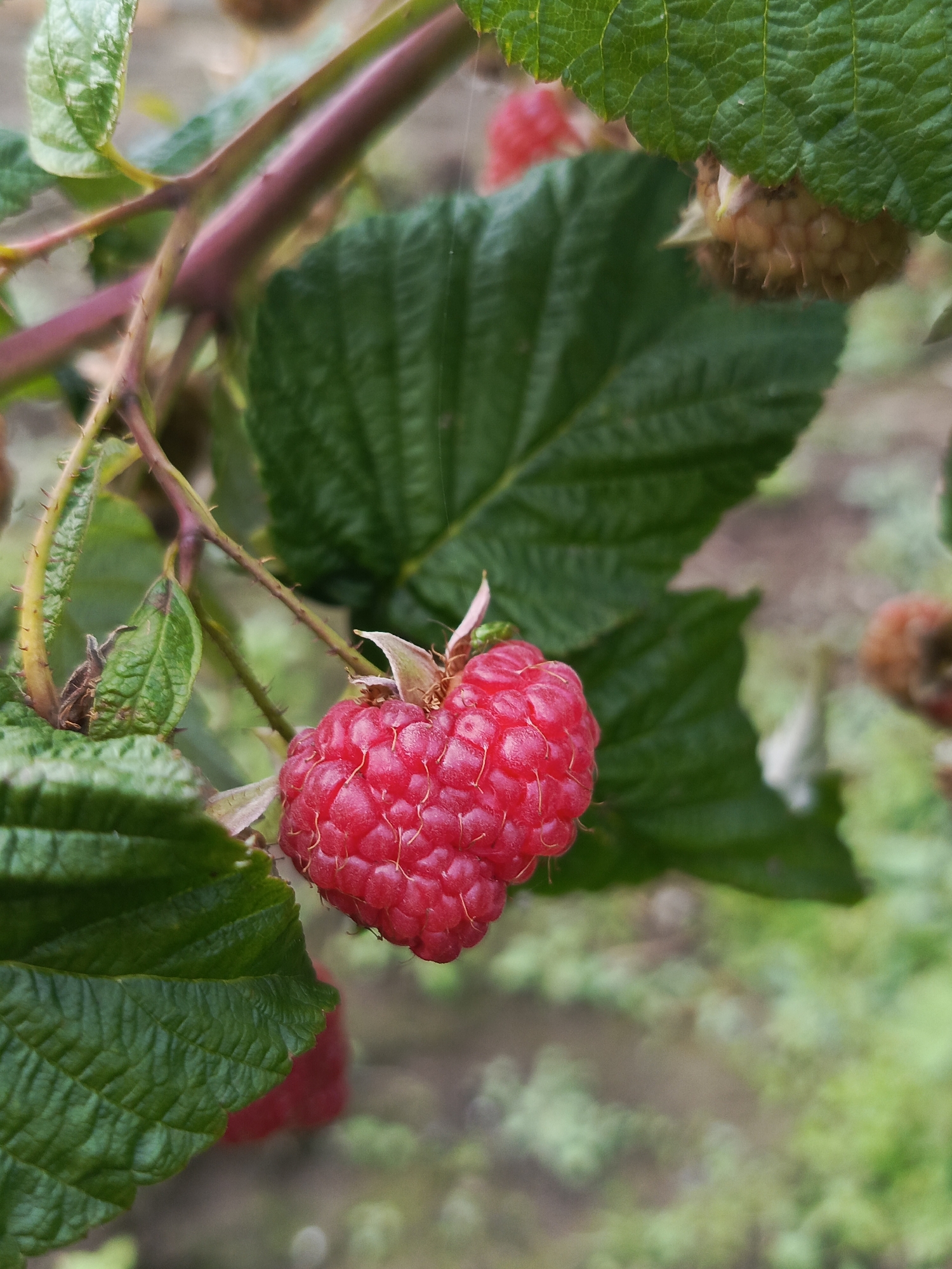 A single, ripe raspberry is the central focus of the image, nestled among green leaves and thorny branches. The raspberry is bright red and appears to be the heart-shaped variety. It is attached to a thin, purplish stem, which is partially obscured by the foliage. The background is a blur of green and brown, suggesting an outdoor setting, likely a garden or natural environment. The overall impression is one of natural beauty and growth, with the raspberry being the perfect example of a fruit at its peak ripeness. The image does not provide any information about the specific location within Kauchuk Stantsiya, Russia.