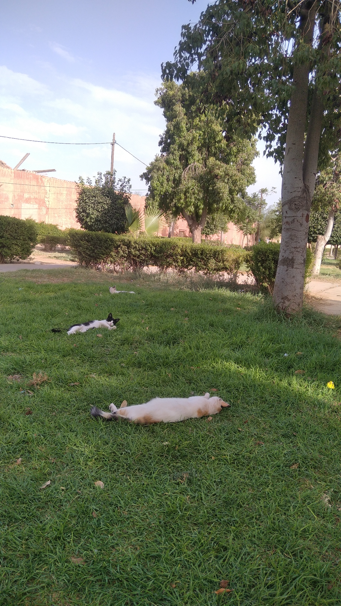 The image depicts a park-like setting with lush green grass under a bright blue sky with scattered clouds. In the foreground, two cats are lounging on the grass. One cat, predominantly white with ginger patches, is lying on its back with its legs in the air. Another cat, black and white, is lying on its side, its head turned towards the viewer. In the middle ground, another cat, mostly white, is also resting on the grass in the distance. The background features well-maintained hedges, palm trees, and a large tree with a thick trunk, likely a poplar. A weathered brick wall, possibly part of an old building, is visible behind the hedges. The overall scene suggests a peaceful outdoor environment in Marrakesh, Morocco, with the cats enjoying the sunshine.
