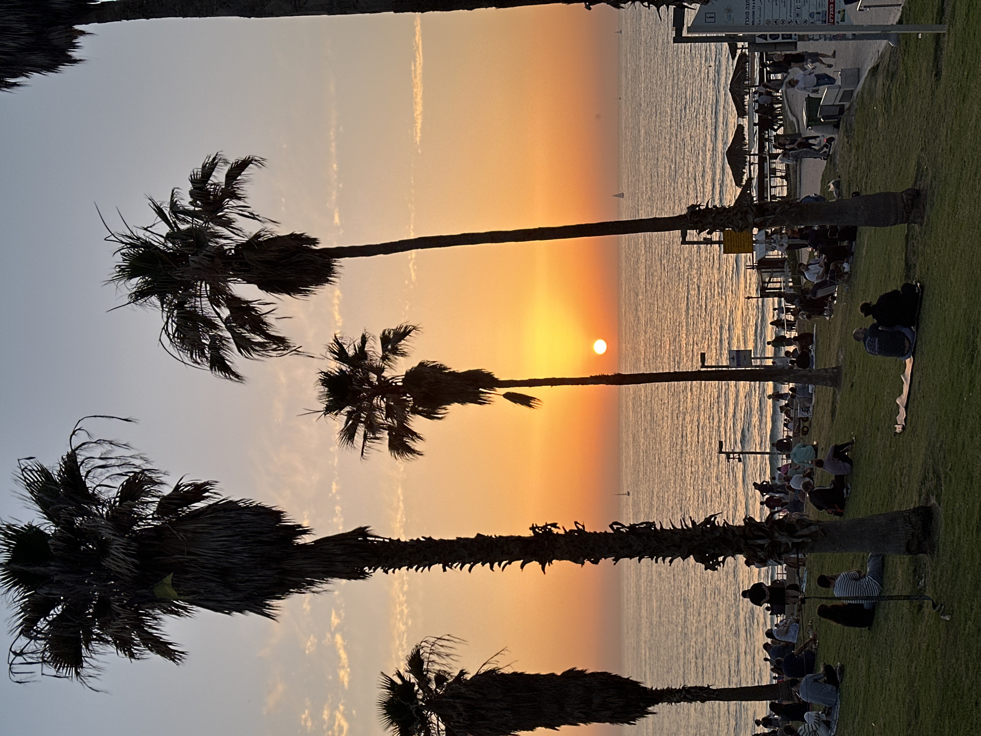 The image depicts a sunset scene in Tel Aviv, Israel, featuring palm trees silhouetted against the orange and yellow sky and the sea. The sun is setting directly over the water, creating a bright glow. The beach and shoreline are lined with people, some sitting on the grass and others on benches or walking along the promenade. The sky is clear with some wispy clouds, and there are a few boats visible on the water. The foreground is dominated by the dark silhouettes of palm trees.