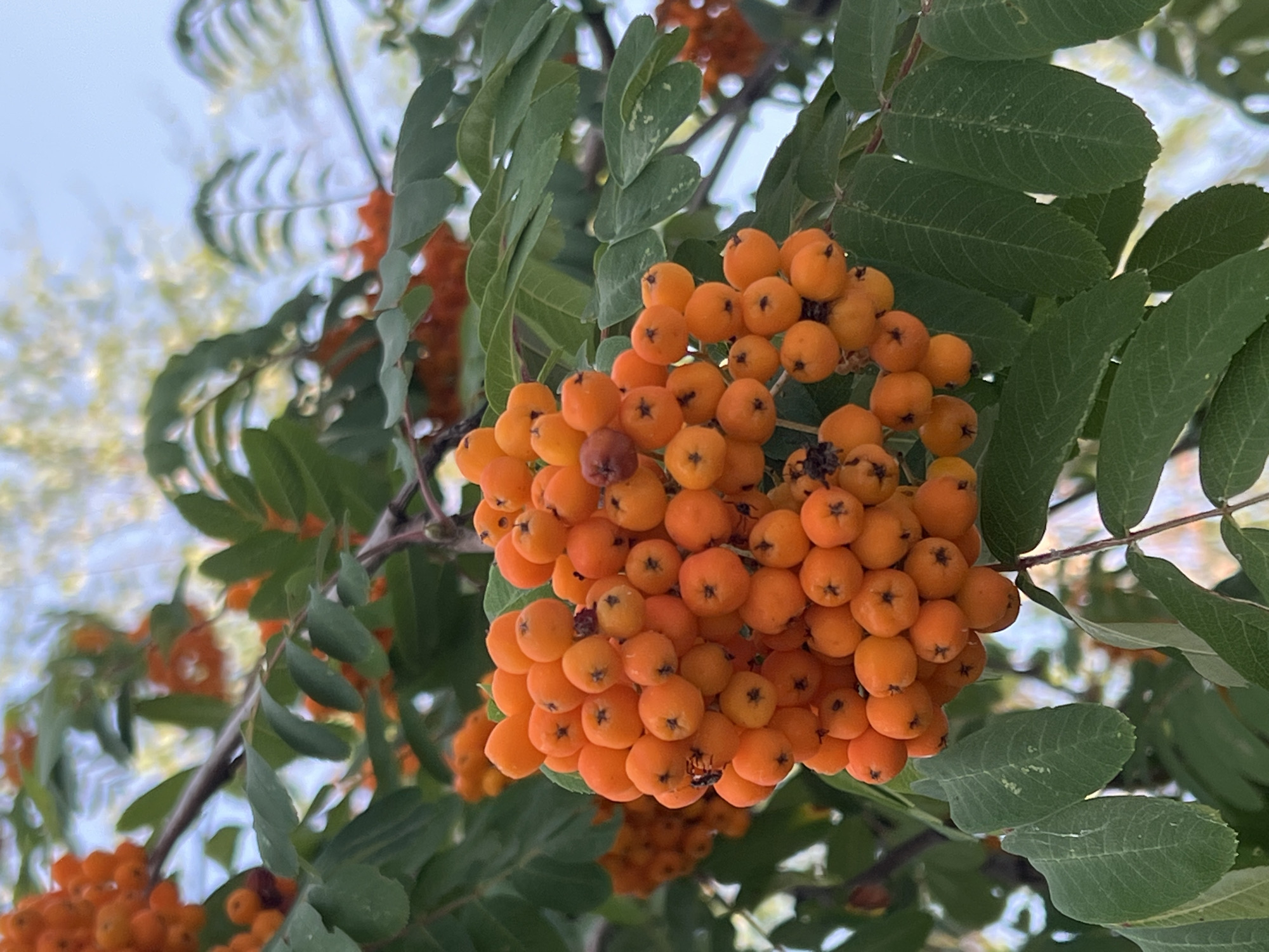 A close-up, low-angle shot focuses on a cluster of bright orange rowan berries on a branch, nestled among lush green leaves. The berries are spherical and tightly packed, with some showing small, dark specks. A single ladybug is visible on one of the berries, positioned near the bottom of the main cluster. The background is blurred, showing more branches, leaves, and hints of a pale, overcast sky, suggesting an outdoor setting in a park or garden in Constanța, Romania. The overall impression is one of nature's bounty and the subtle beauty of autumn foliage.