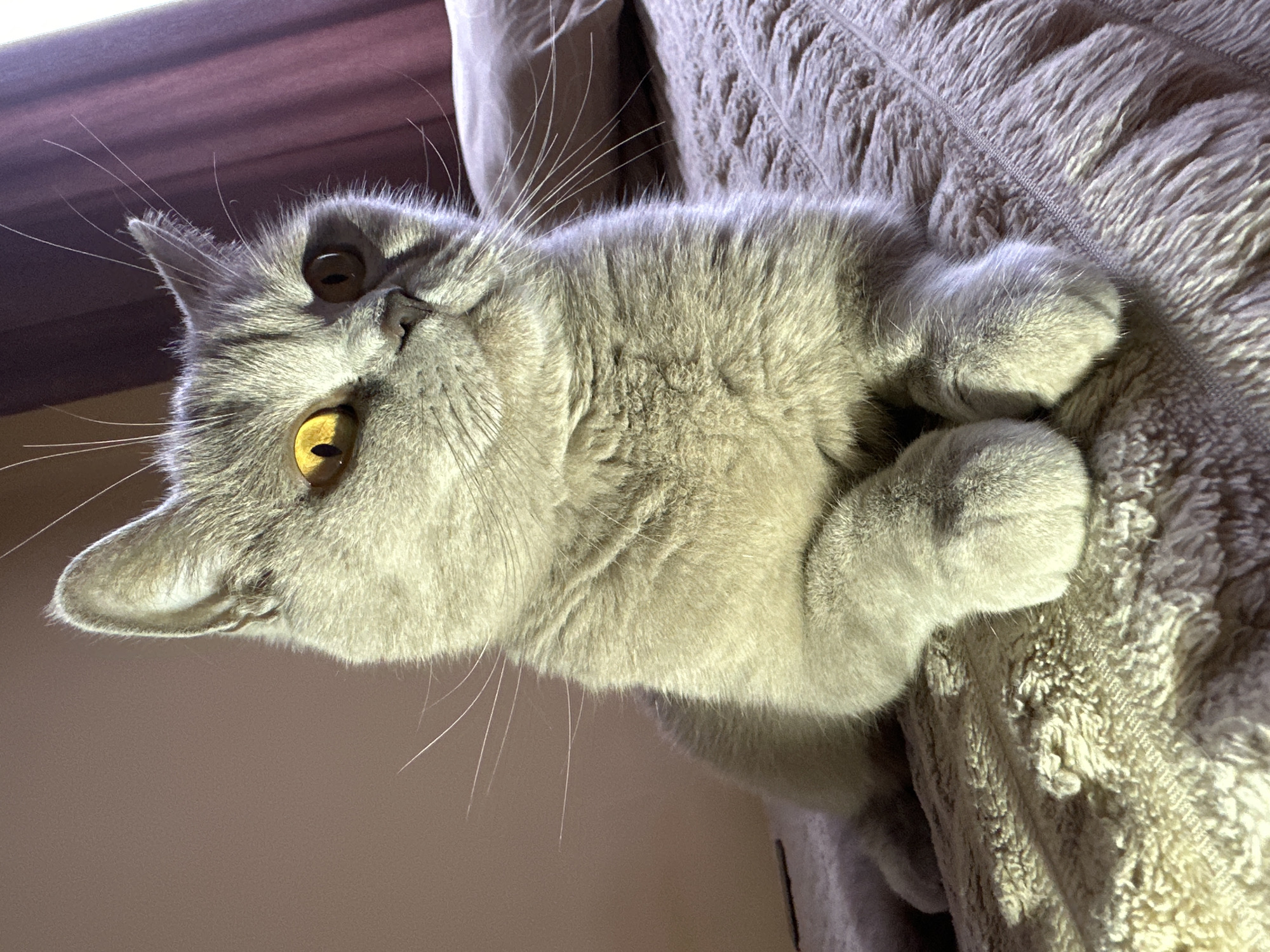 A British Shorthair cat with grey fur and yellow eyes is lying on a textured, light-colored blanket. The cat is looking to its right with its paws crossed in front of it. Sunlight is casting shadows on the cat and the blanket, creating a dramatic lighting effect. The background consists of a blurred pinkish-purple curtain and a wall. The scene is indoors, likely in a bedroom. There is no information in the image to suggest a location in Ternopil, Ukraine.