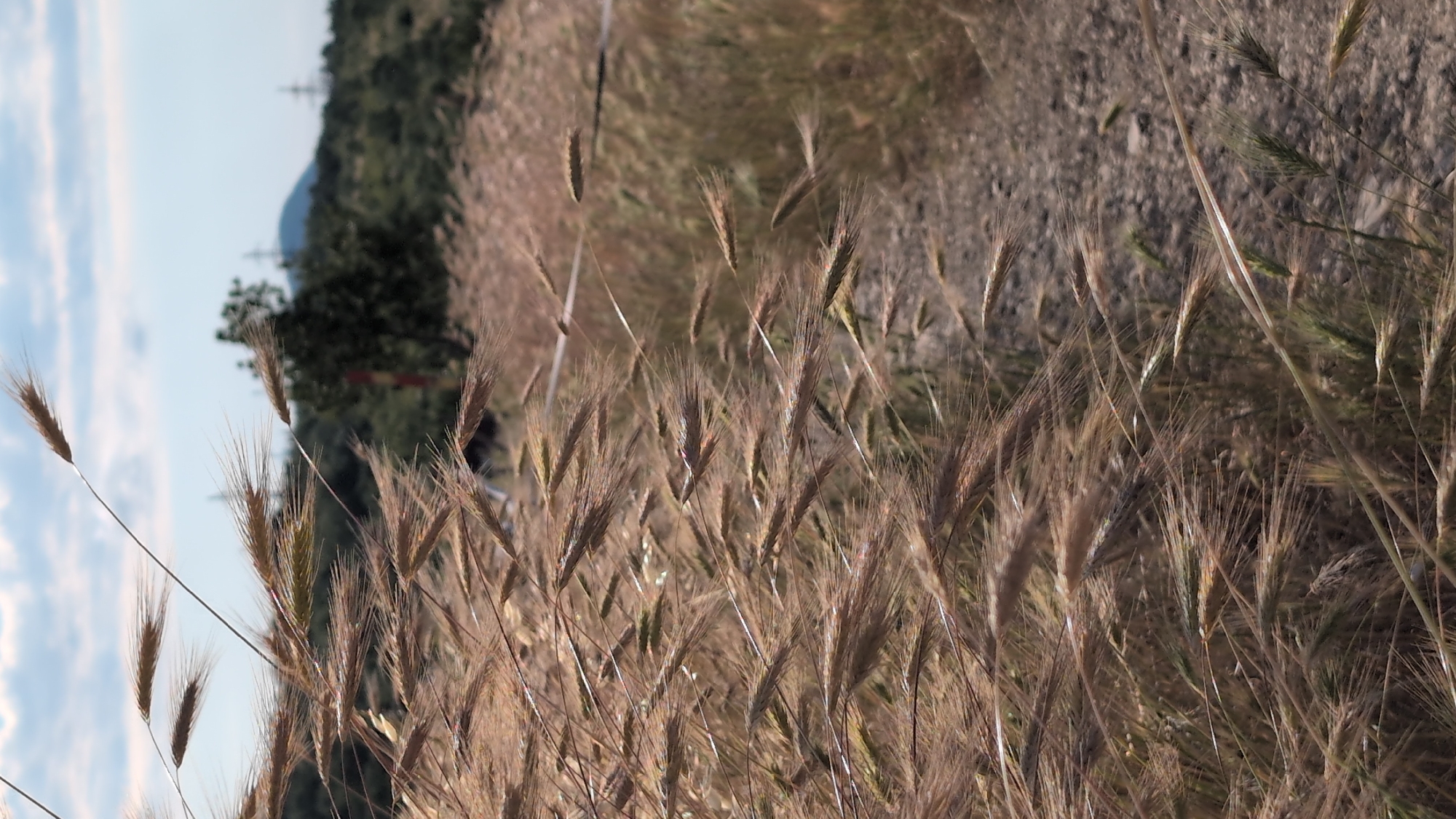 The image shows a close-up of dry grass stalks in the foreground, swaying in the wind. The grass is light brown and has a feathery appearance. In the background, a dirt path is visible, bordered by more dry grass and vegetation. Beyond the path, there is a slightly blurred landscape with trees, hills, and power lines against a cloudy sky. The lighting suggests it is daytime, possibly late afternoon due to the warm tones of the grass. There are no people or animals visible in the image. The scene appears to be in a rural or undeveloped area, possibly on the outskirts of a city, but no specific city landmarks are identifiable.
