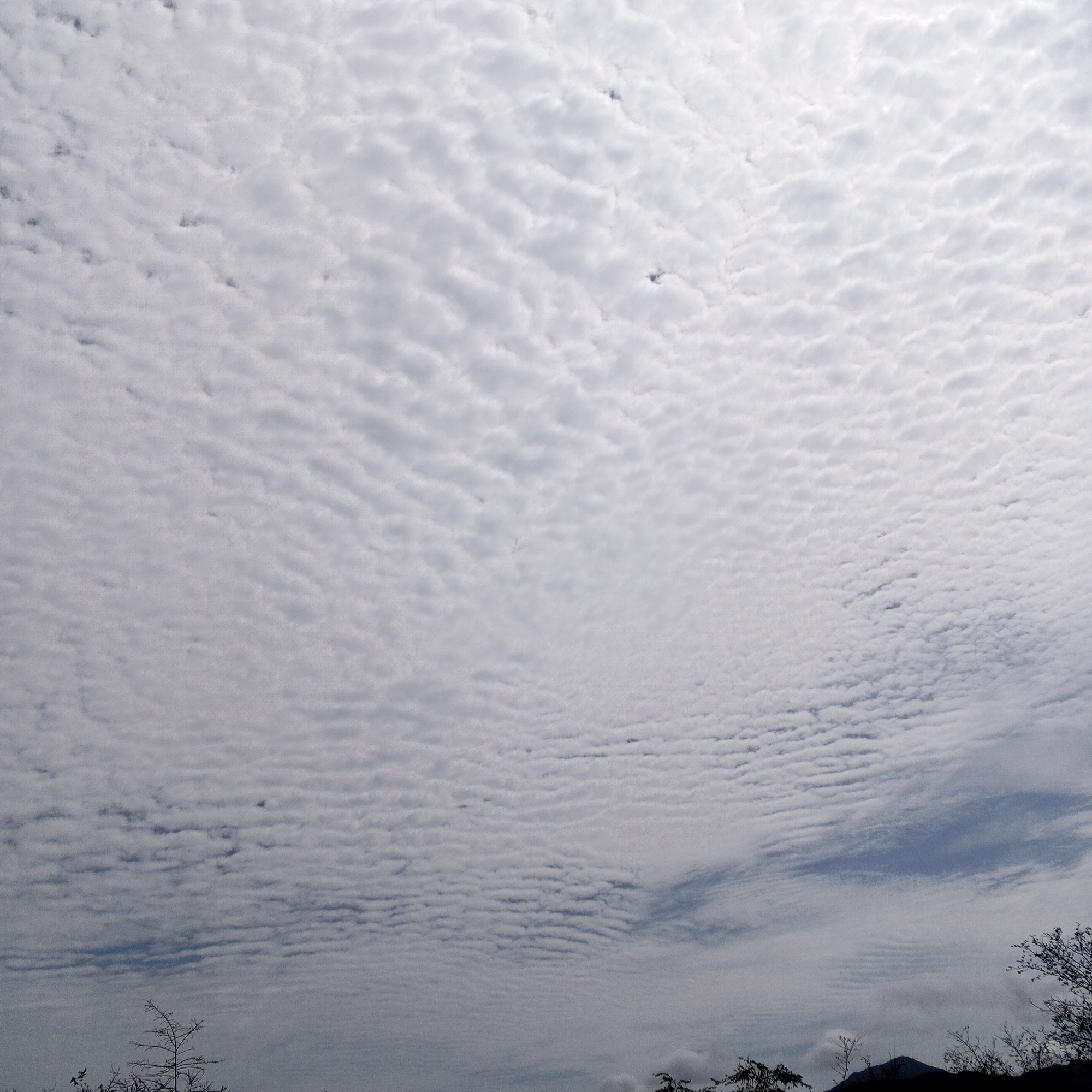 The image shows a sky densely filled with altocumulus clouds, appearing as small, rounded masses often arranged in patterns. The clouds are predominantly white and gray, creating a textured effect across the sky. In the lower portion of the image, there is a silhouette of trees and possibly distant hills, indicating a natural landscape. The setting appears to be a rural or semi-rural location, based on the presence of natural vegetation. No people, interactions, or specific actions are observable in the scene. The location is in the city of Unknown, Unknown.