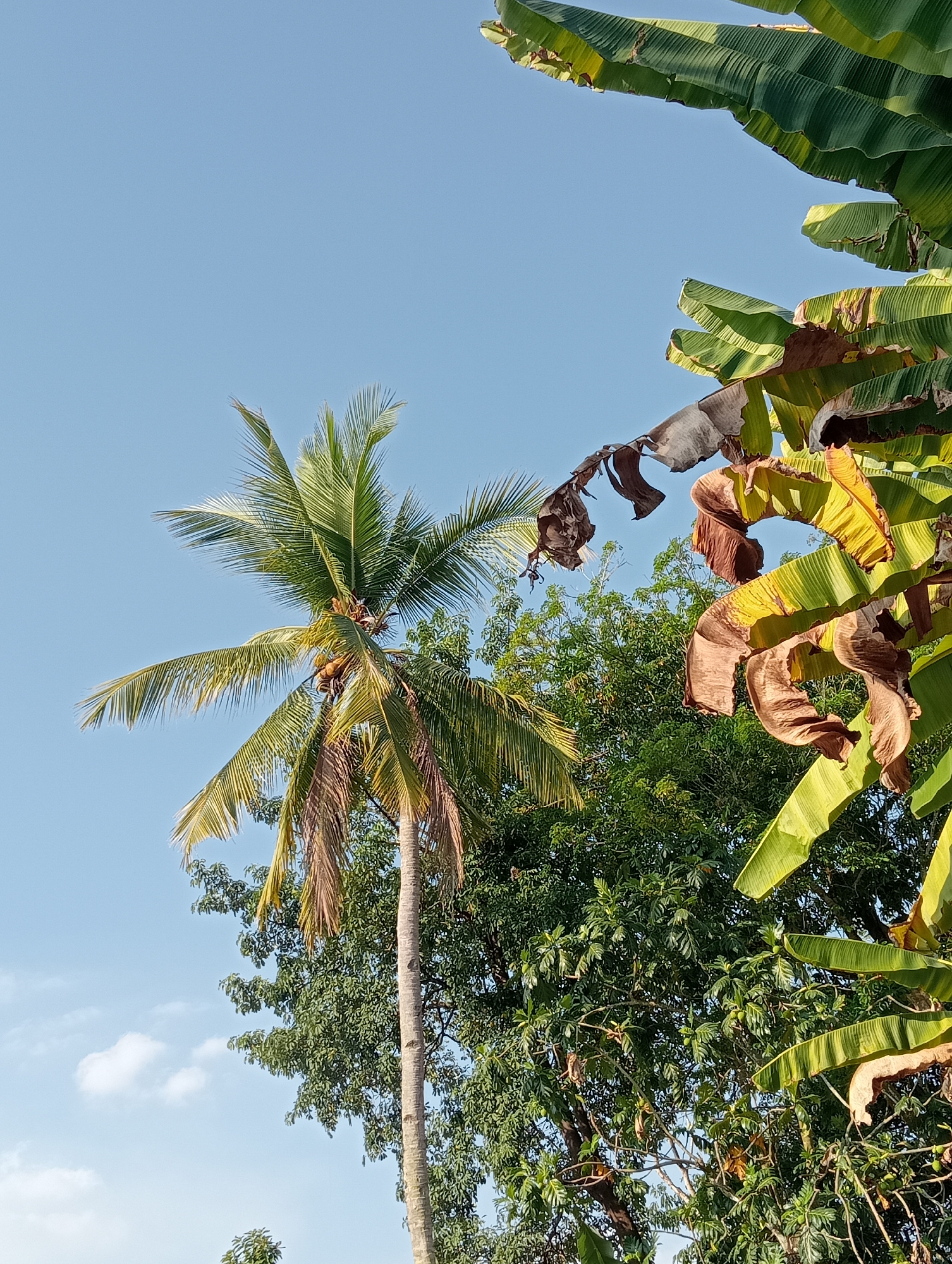 The image shows a clear blue sky with a few wispy clouds. In the foreground, there are several large banana leaves, some of which are green and healthy, while others are brown and dried. To the left, a coconut palm tree stands tall, its fronds reaching towards the sky, with several coconuts visible among the leaves. Behind the coconut palm, a dense green tree fills the midground. The scene appears to be outdoors, likely in a tropical or subtropical environment. The lighting suggests it is daytime, possibly late morning or early afternoon, given the bright sunlight illuminating the foliage. The overall impression is one of natural vegetation against a clear sky. There are no people or animals visible in the image.