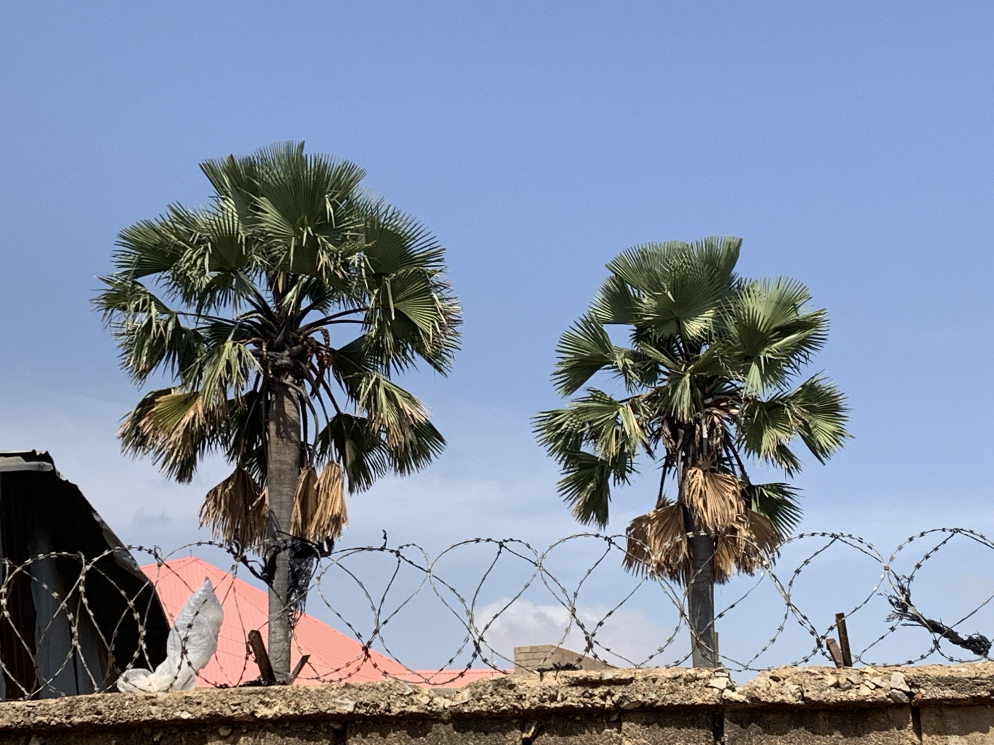 The image shows two fan palm trees against a clear blue sky in Rafin Par, Nigeria. The trees are situated behind a low, rough stone wall topped with barbed wire. In the background, partially obscured by the trees and the wall, are roofs of buildings, one red and one dark. A white plastic bag is caught on the barbed wire on the left side of the image.