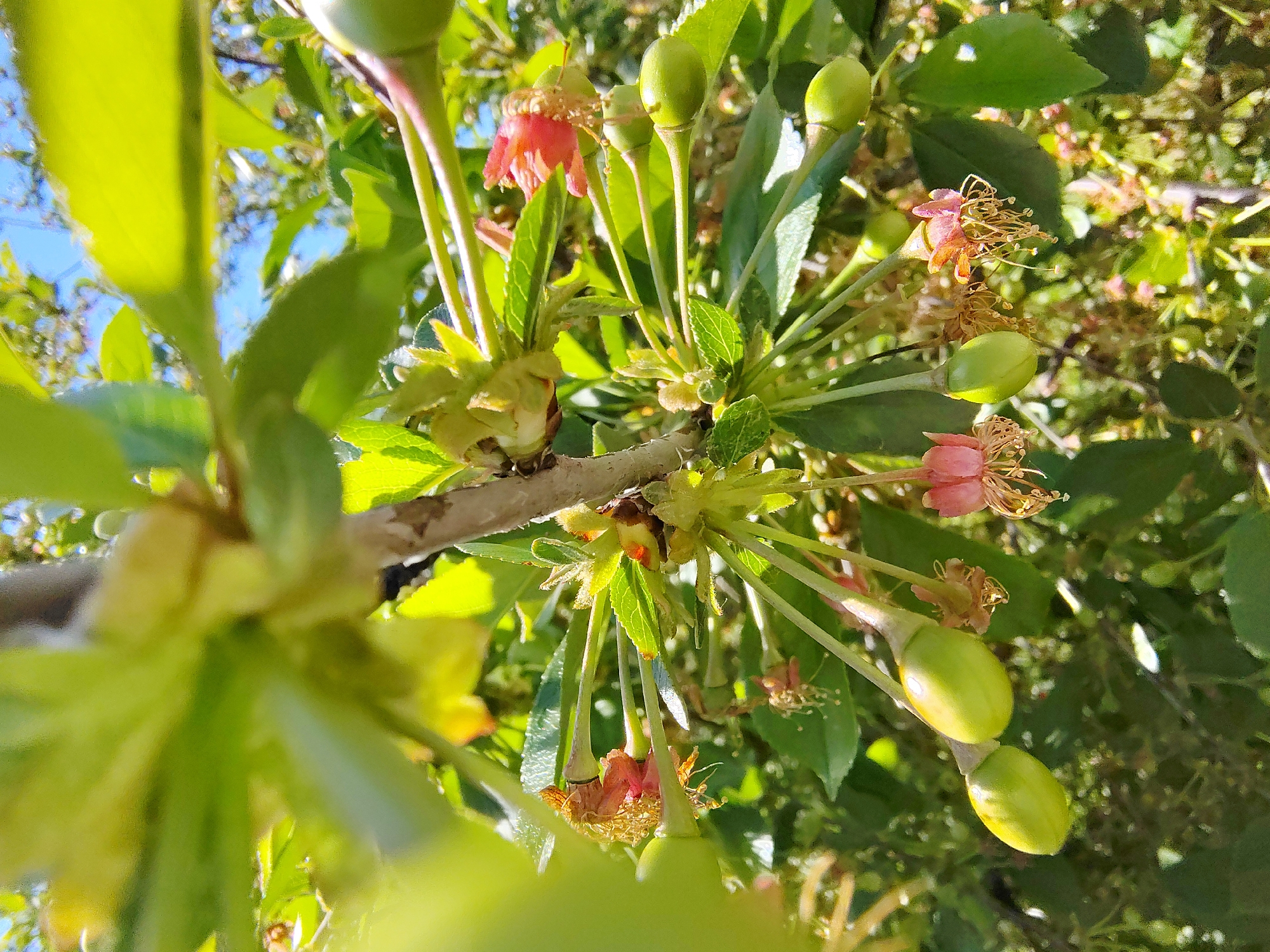 The image captures a close-up view of a cherry tree branch, showcasing the progression from blossom to fruit. The branch is interspersed with green leaves, some of which are slightly blurred due to the close proximity of the camera. There are both withered pink blossoms with visible stamens and pistils, as well as small, unripe green cherries. The background reveals glimpses of the sky and additional foliage, suggesting the tree is outdoors. The location is not indicated in the image, therefore the location can not be specified.