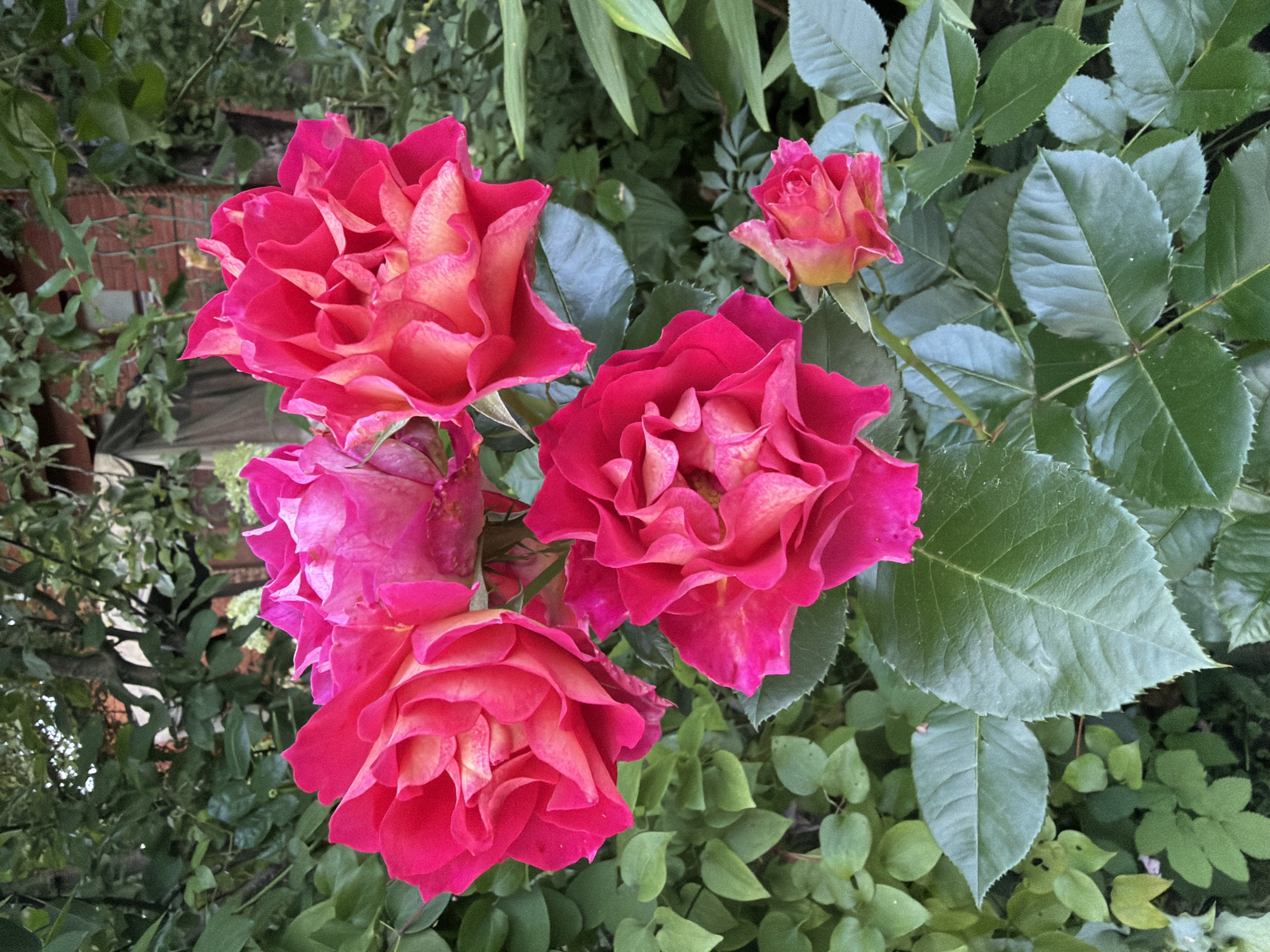A close-up, eye-level shot captures a cluster of vibrant pink and orange roses in full bloom, set against a backdrop of lush green foliage. The roses display intricate petal formations, with hints of lighter shades within their centers. A smaller rosebud, also in shades of pink and orange, is visible to the right, nestled among the leaves. The scene appears to be an outdoor garden, likely within the grounds of Маяк Снт (дарна), Russia, given the presence of dense greenery and the implied setting. No people or animals are present in the image.