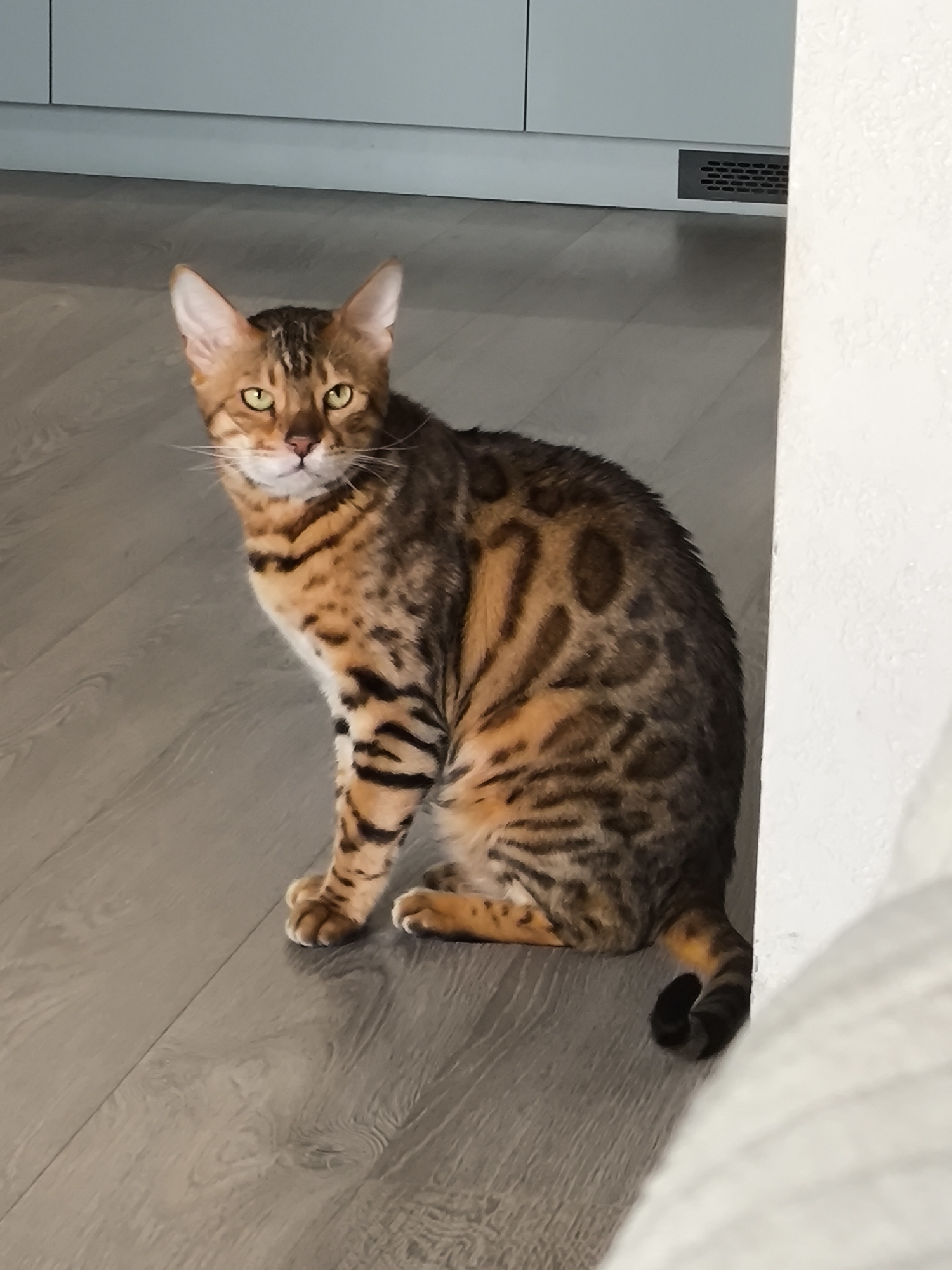 The image displays a domestic cat, likely a Bengal breed, seated on a light-colored, planked laminate floor. The cat, centrally positioned, faces directly towards the viewer with an alert expression. It possesses a distinctive patterned coat with tawny, gold, and dark brown rosetted spots and stripes, particularly prominent on its flanks and legs. Its eyes are a bright yellowish-green, complemented by a pink nose and visible white whiskers. The ears are erect and pointed.
In the background, to the left and center, are light blue-grey cabinets or built-in furniture with a subtle horizontal seam. Below these, a light grey kickboard features a dark, rectangular ventilation grate with a grid pattern, positioned on the right side of the cabinet base. A textured white wall or partition frames the right side of the image, partially obscuring the cat's right side and extending into the foreground on the right. The cat's tail, dark with a curled tip, rests on the floor. The environment appears to be an interior space, clean and well-lit. The precise location within Izhevsk, Russia, cannot be forensically determined from the visual information provided.
