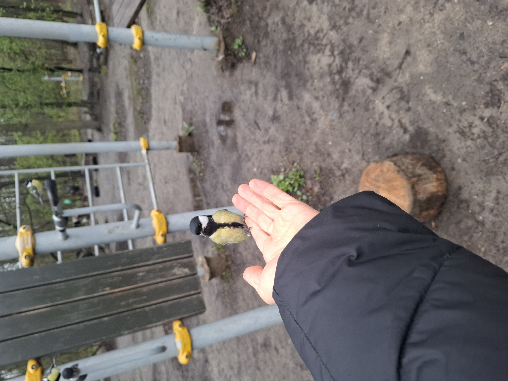 This vertically oriented image captures a close interaction between a human and a Great Tit bird in an outdoor park or playground setting in Moscow, Russia. A Great Tit, characterized by its black head, white cheeks, distinct black stripe down its yellow breast, and green back, is perched delicately on the outstretched, open palm of a person's hand. The bird faces away from the viewer, towards the person's wrist, with its claws gently gripping the skin. The person's left forearm is visible, clad in a black puffer jacket that occupies a significant portion of the right side of the frame.
The background reveals typical park or playground elements: grey metal bars secured with bright yellow clamps, possibly part of a climbing frame or exercise equipment. A dark wooden slatted bench-like structure is also partially visible on the left. The ground consists of bare earth or soil with patches of small green plants, and a cut wooden log rests on the right side. Distant trees, slightly out of focus, suggest a natural, wooded environment. The lighting is soft and even, implying an overcast day. No text is visible in the image. The scene conveys a peaceful moment of connection with nature.