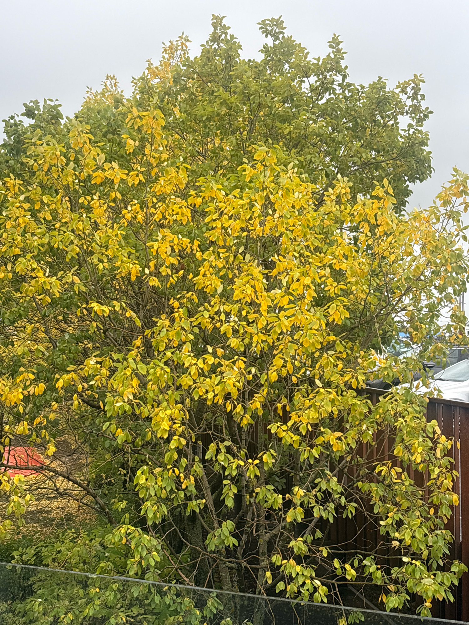 A mature deciduous tree with a mix of green and yellowing leaves stands in what appears to be a residential backyard. The tree's branches are visible, crisscrossing and supporting the foliage. In the background, a wooden fence runs horizontally, with a portion of a white vehicle and other parked cars visible beyond it, suggesting an urban or suburban setting. A red circular object is partially visible in the lower left portion of the image, partially obscured by foliage. The sky above is overcast and light grey, indicating a cloudy day. The foreground shows a black wire running horizontally across the bottom of the frame. The scene is likely in Reykjavik, Iceland, given the time of year suggested by the autumn colors of the tree.