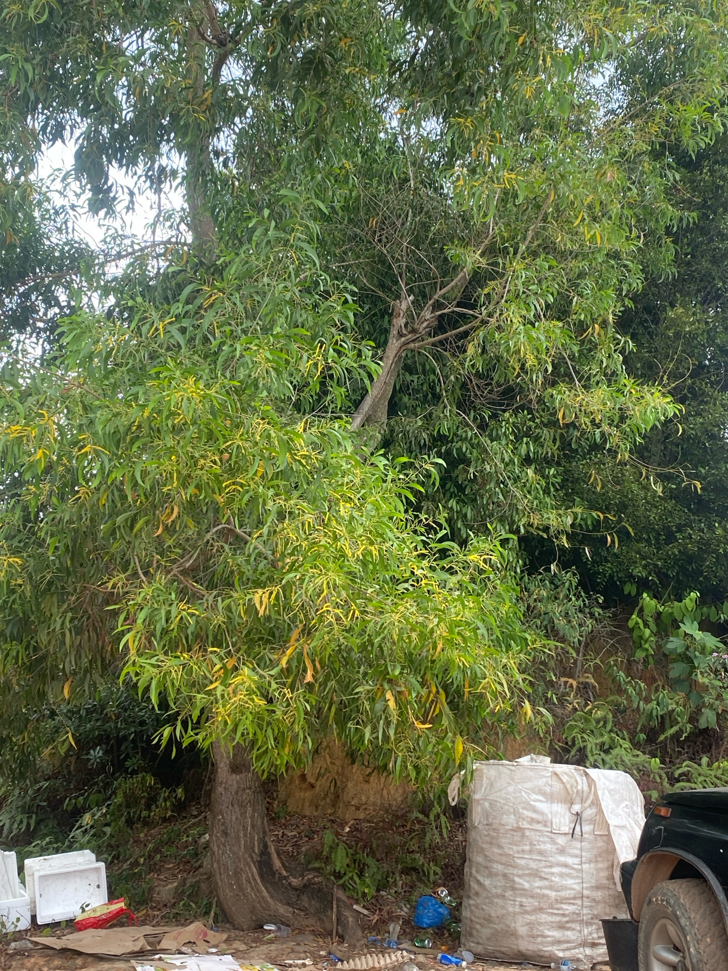 A mature tree with abundant green and yellowing foliage stands prominently in the foreground. The tree has a thick, gnarled trunk and branches extending outwards, some of which are bare. The ground beneath the tree is littered with various discarded items including white styrofoam containers, a red and yellow plastic bag, cardboard, bottles, and other debris. To the right of the tree, a large, off-white woven bag is situated, partially covered by a darker material. The rear of a black vehicle is visible to the right of the woven bag, with its tire and fender in view. The background consists of dense vegetation and a sloped, earthy embankment. This scene appears to be an outdoor area, possibly a roadside or undeveloped lot, located in the city of Batam, Indonesia.