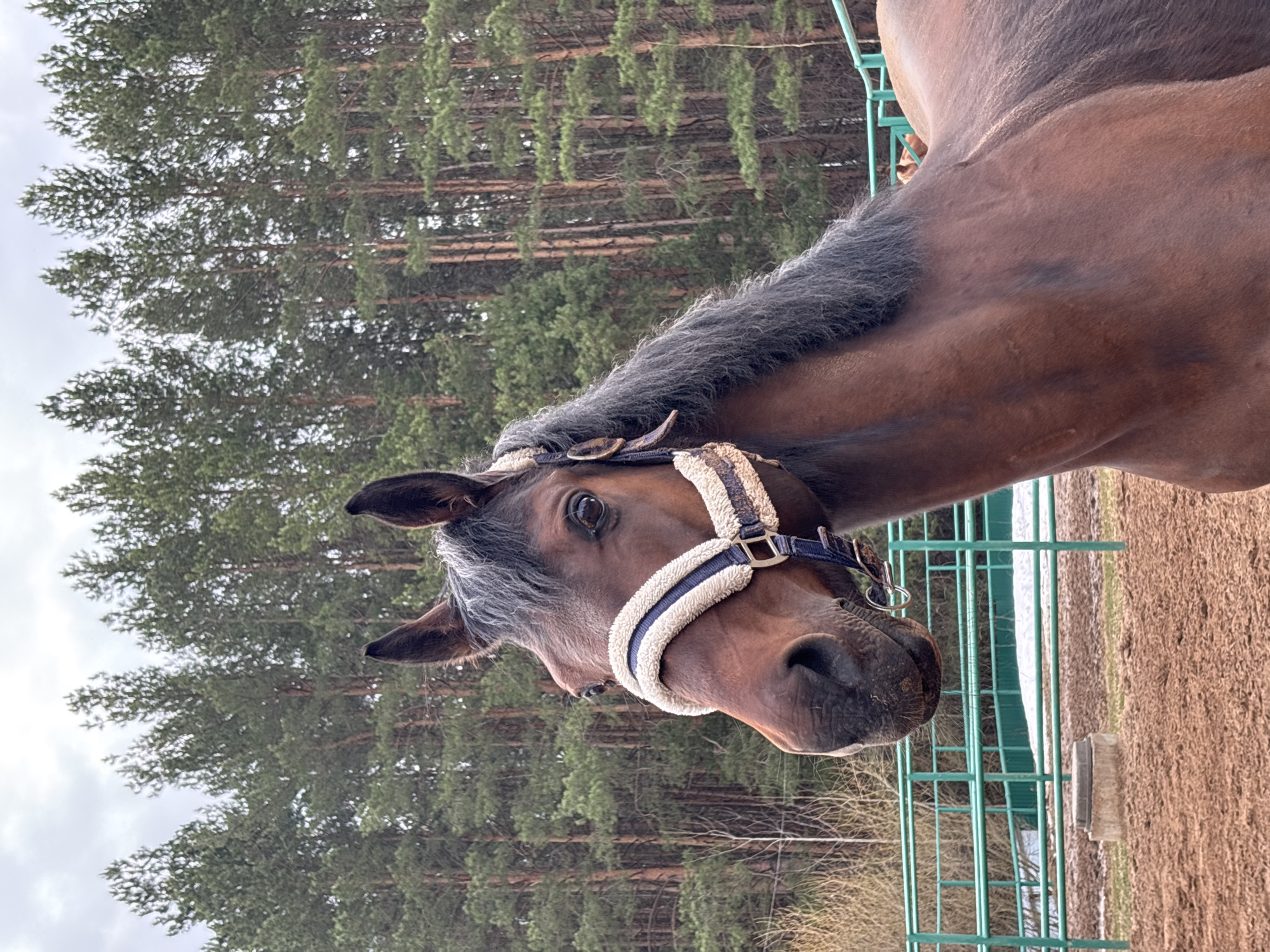 A horse stands in Русский Вожой, Russia. The horse is brown with a black mane and a white and blue halter. The horse is standing next to a green metal fence. The background is a forest of tall pine trees under an overcast sky.