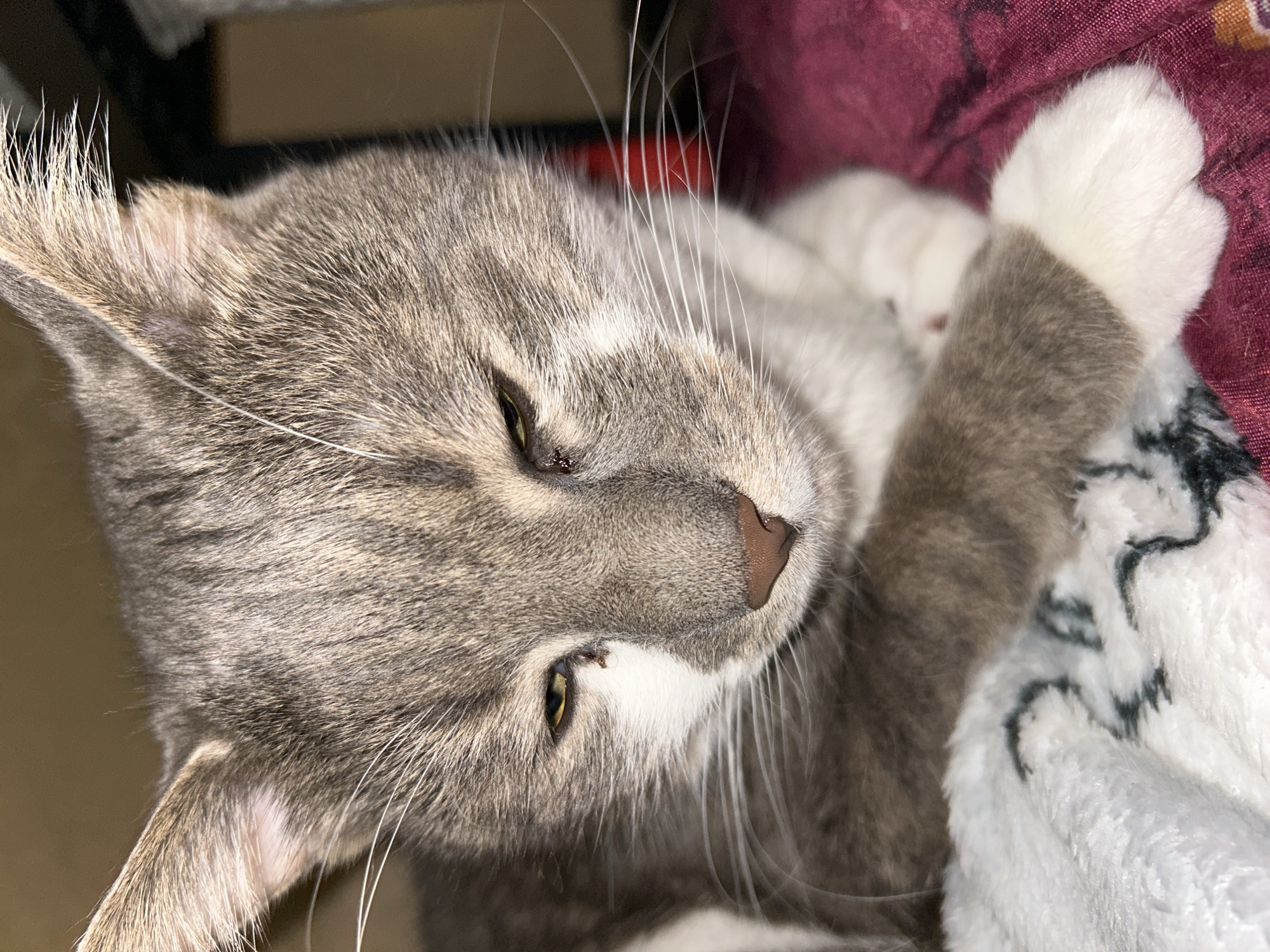 The image is a close-up photograph of a domestic cat, likely a tabby with grey and white markings. The cat is lying down, possibly on a blanket or soft surface, with its paws crossed in front of its chest. Its eyes are partially closed, giving it a sleepy or relaxed appearance. The cat's fur is visible in detail, showing the striped pattern on its head and body, as well as its whiskers. The background is out of focus, but appears to be an indoor environment. There are no people or any recognizable landmarks of Sofia, Bulgaria present in the image.