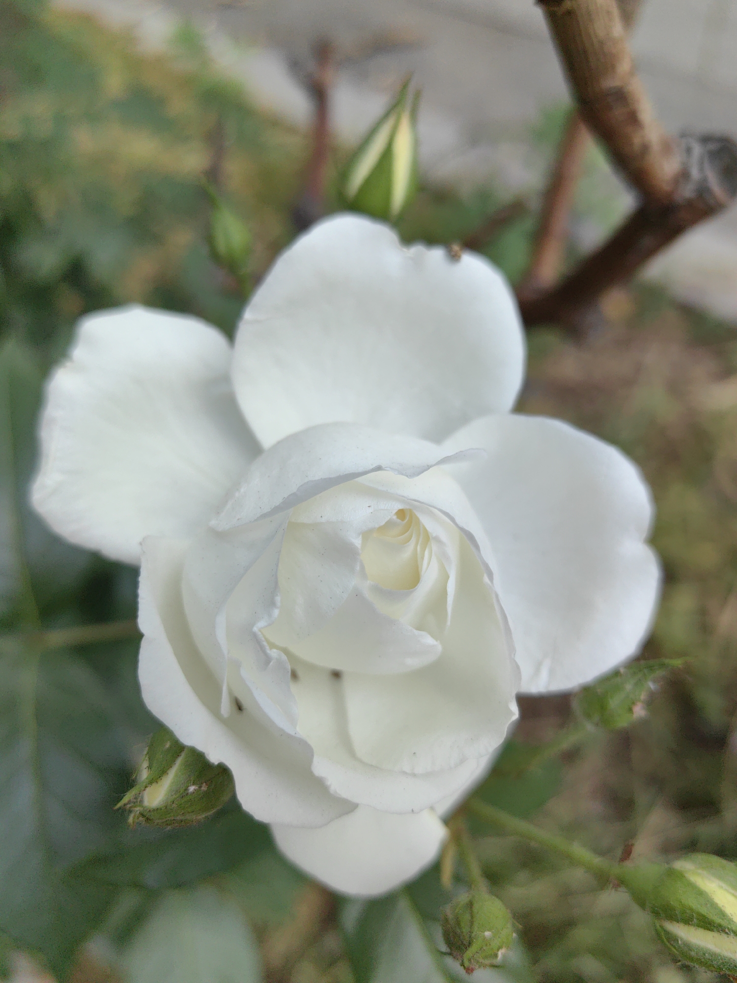Close-up of a white rose in bloom, with several closed buds visible nearby. The rose and buds are part of a plant with a stem. The background is blurred, showing green foliage and a brown branch. The location, Sofia, Bulgaria is extraneous information.
