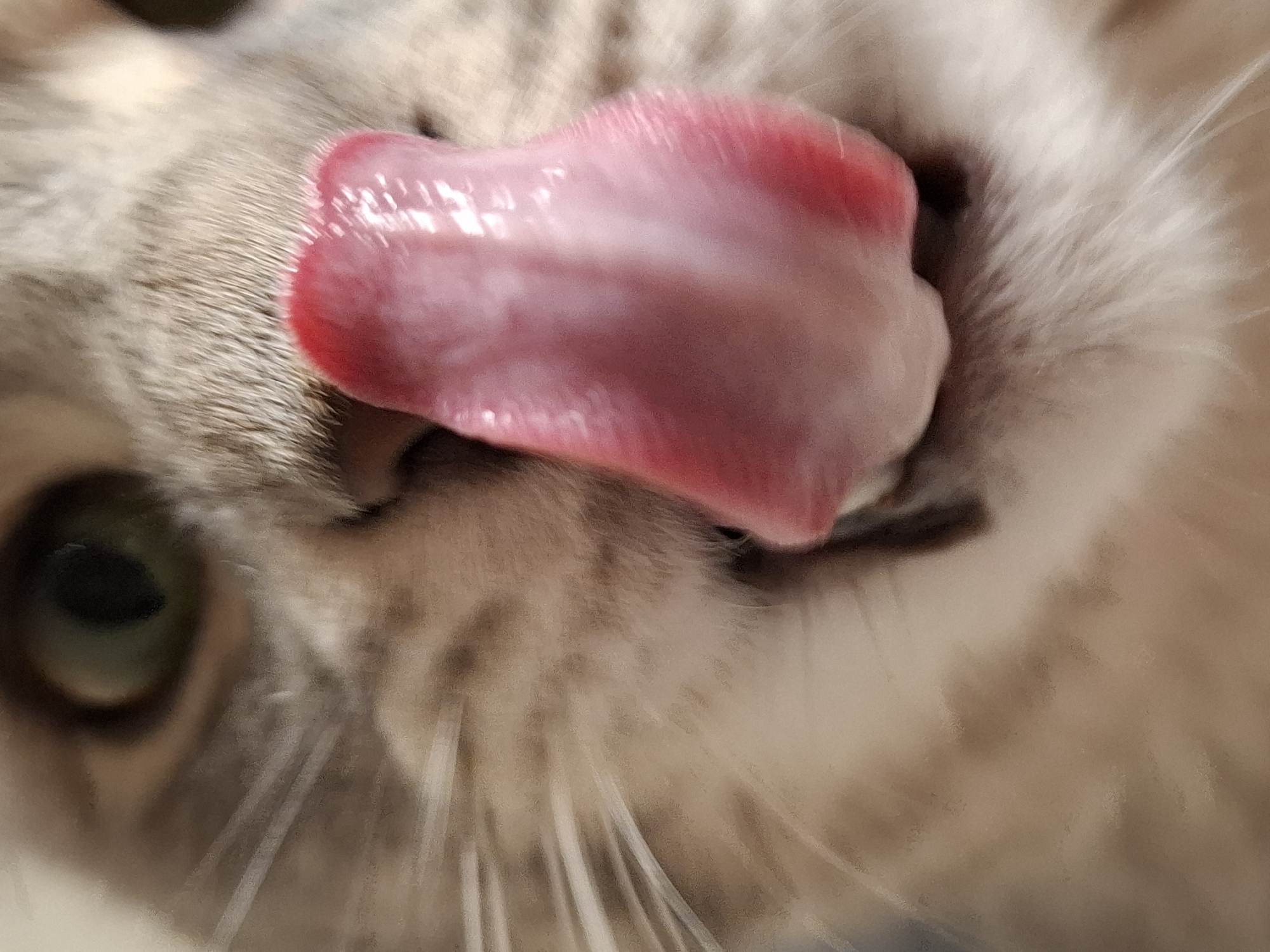 A close-up photograph shows the face of a cat with its tongue extended. The cat's tongue is prominently displayed, featuring a pink hue that is darker at its tip and edges. The cat has light beige fur, and a single green eye is partially visible on the left side of the frame. The background is out of focus. No location information is available.
