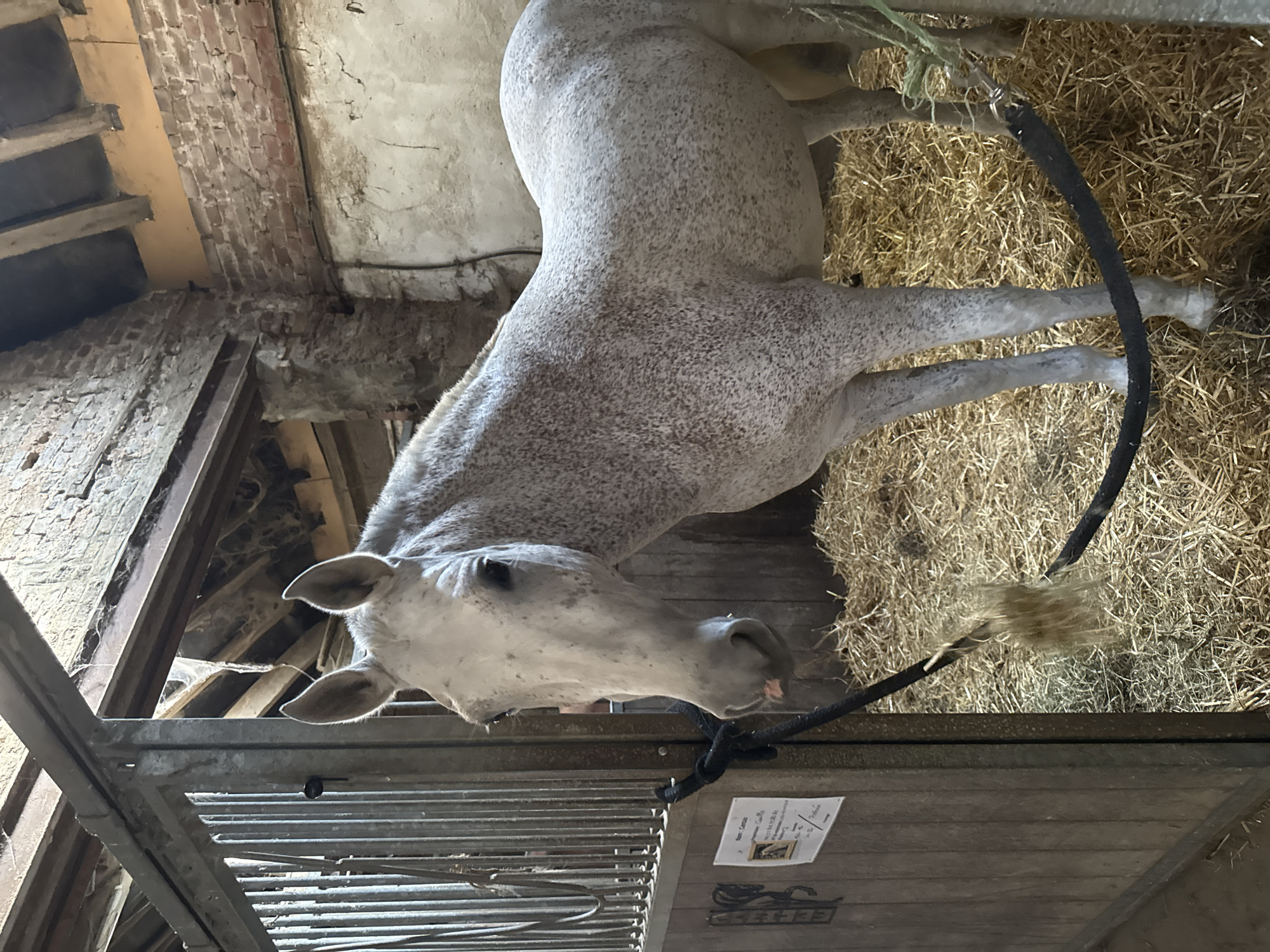 A dappled grey horse stands in a stall filled with straw bedding in a rustic barn. The horse is facing left, with its head turned towards the camera. Its ears are perked, and its mouth is slightly open. A black rope is tied to the horse's halter and extends to a metal post on the left side of the stall. A small sign with text and an image of a horse is affixed to the wooden stall door. The barn appears old, with exposed brick walls and wooden beams visible in the ceiling. The lighting suggests daylight filtering into the barn. The location is identified as Estaimpuis, Belgium.