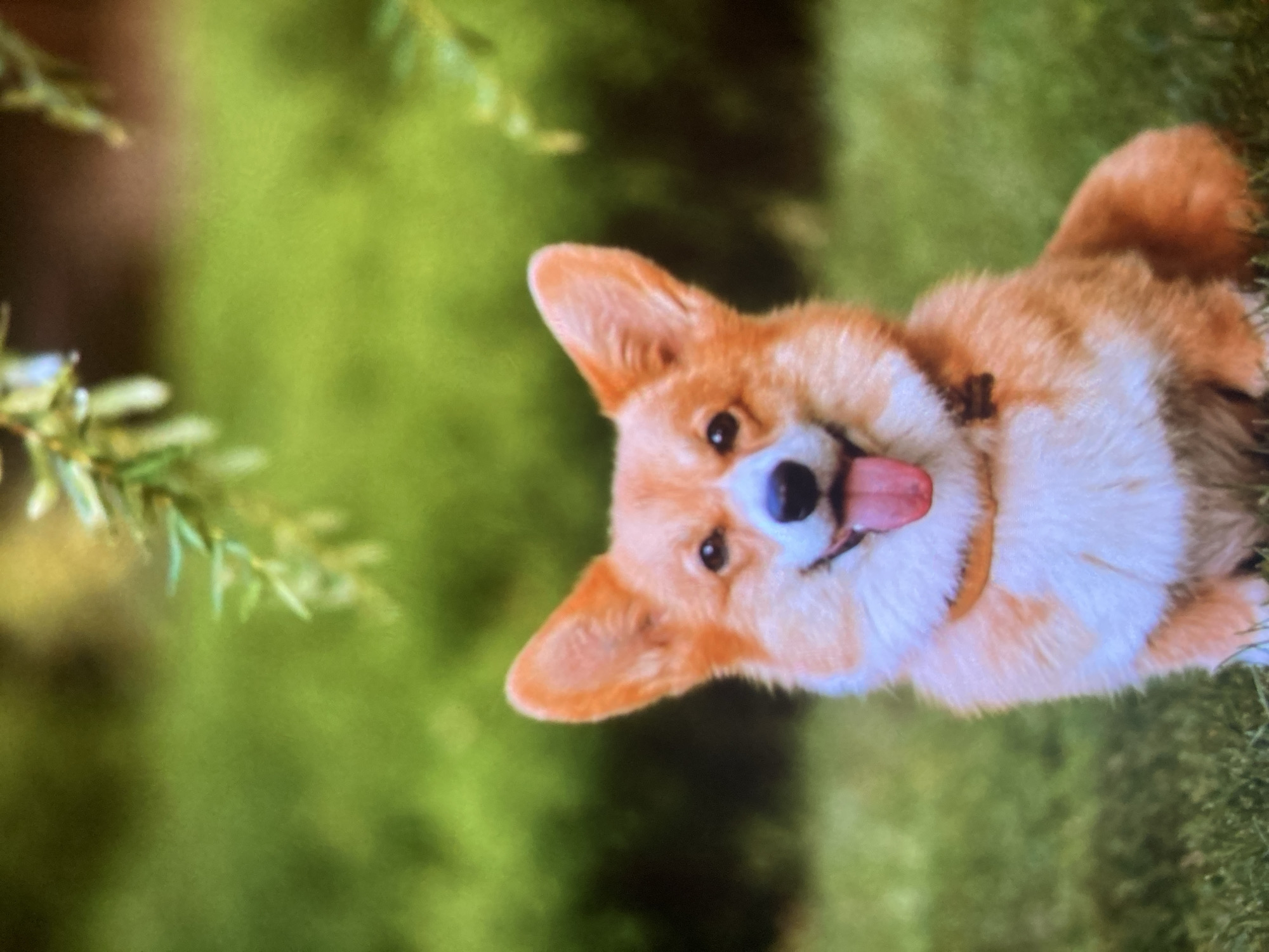 A corgi dog is sitting on grass in front of a blurred green background. The dog is facing the camera and has its tongue sticking out. There is a branch of greenery hanging from the top of the image. The image is likely from a park or garden, but there is no specific information about the location in Ustyvytsia, Ukraine.
