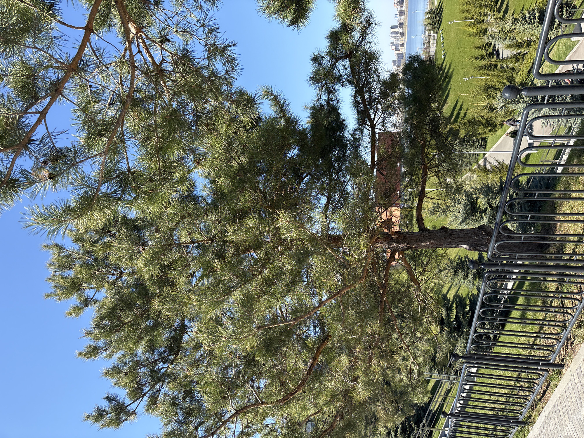 A vertical, eye-level outdoor shot depicts a sunny day in Kazan, Russia, with an urban park scene framed by tree branches and a metal railing. A large pine tree dominates the foreground, its green needles and brown branches reaching towards the clear blue sky. Behind the tree, a manicured green lawn extends towards the horizon, where a skyline of tall buildings is visible across a body of water, likely the Kazanka River. A grey metal railing runs along the right side of the frame, providing a sense of boundary or elevation. The scene suggests a peaceful urban park setting.