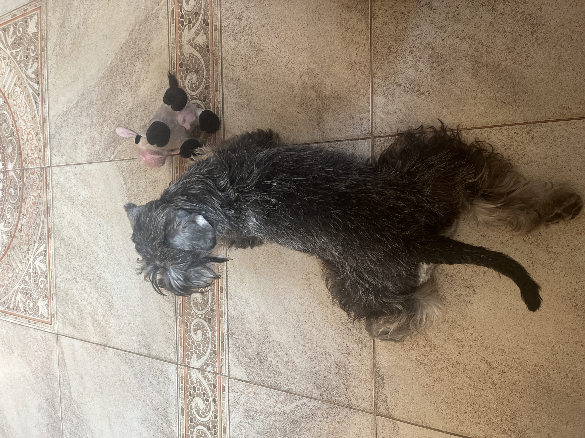 The image shows a dog lying on a tiled floor. The dog is black and gray with shaggy fur. It is lying on its side with its head turned away from the camera. Next to the dog is a plush toy that resembles a cow. The floor tiles are beige and have a pattern around the edges. The lighting suggests it is daytime. The image does not contain any information that would allow for identification of the city of Vladimirovka, Russia, or any specific location within it.