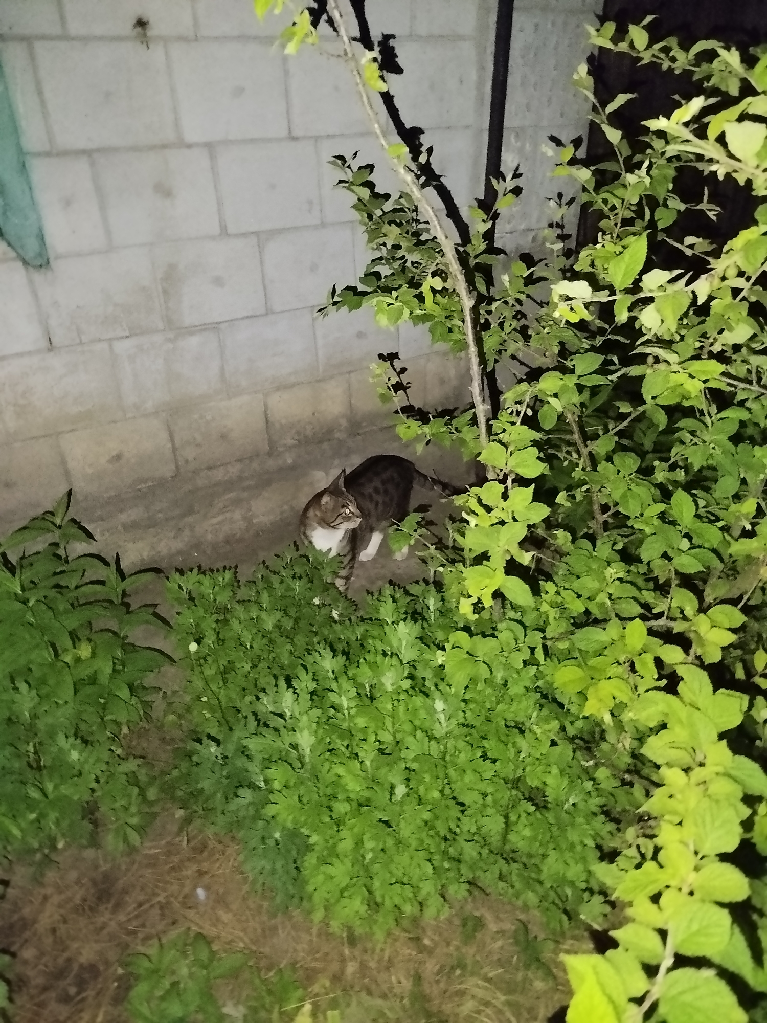 An outdoor, nighttime scene depicts a domestic cat standing amidst dense green foliage against a light-colored concrete block wall. The cat, a tabby with brown and grey striped and spotted fur and a white chest and belly, is positioned in the lower-middle part of the frame, looking towards the right with its head slightly turned. Its body is mostly visible, with the hindquarters partially obscured by plants.
The environment is illuminated by an artificial light source, creating bright spots on the plants and the cat, contrasting with deep shadows in the background and under the foliage. Various green plants and bushes, some with lighter, broader leaves and others with darker, more delicate leaves, fill the foreground and right side of the image. A narrow strip of bare earth or dried grass is visible on the ground directly in front of the cat. The concrete block wall, made of large, light grey rectangular blocks, forms the backdrop on the left side. The scene is located in Ustyvytsia, Ukraine. There is no visible text.