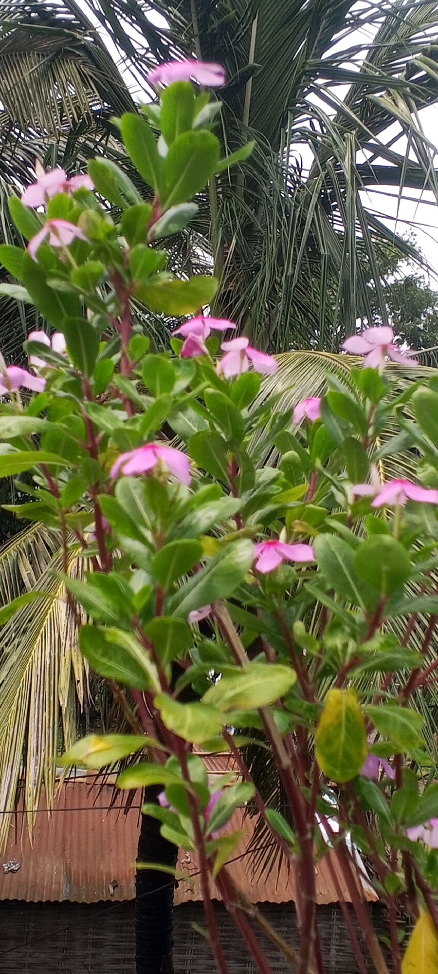 In Pashchim Kushaha, Nepal, a close-up shot focuses on a flowering plant with vibrant pink blossoms and green leaves. The plant's stems are a deep reddish-purple. In the background, a large palm tree with its fronds dominates the scene, suggesting a tropical or subtropical environment. Below the plant, a section of a corrugated metal roof is visible, hinting at a nearby structure. The sky above is overcast. The image captures a serene outdoor moment, highlighting the beauty of nature against a backdrop of local architecture and vegetation.