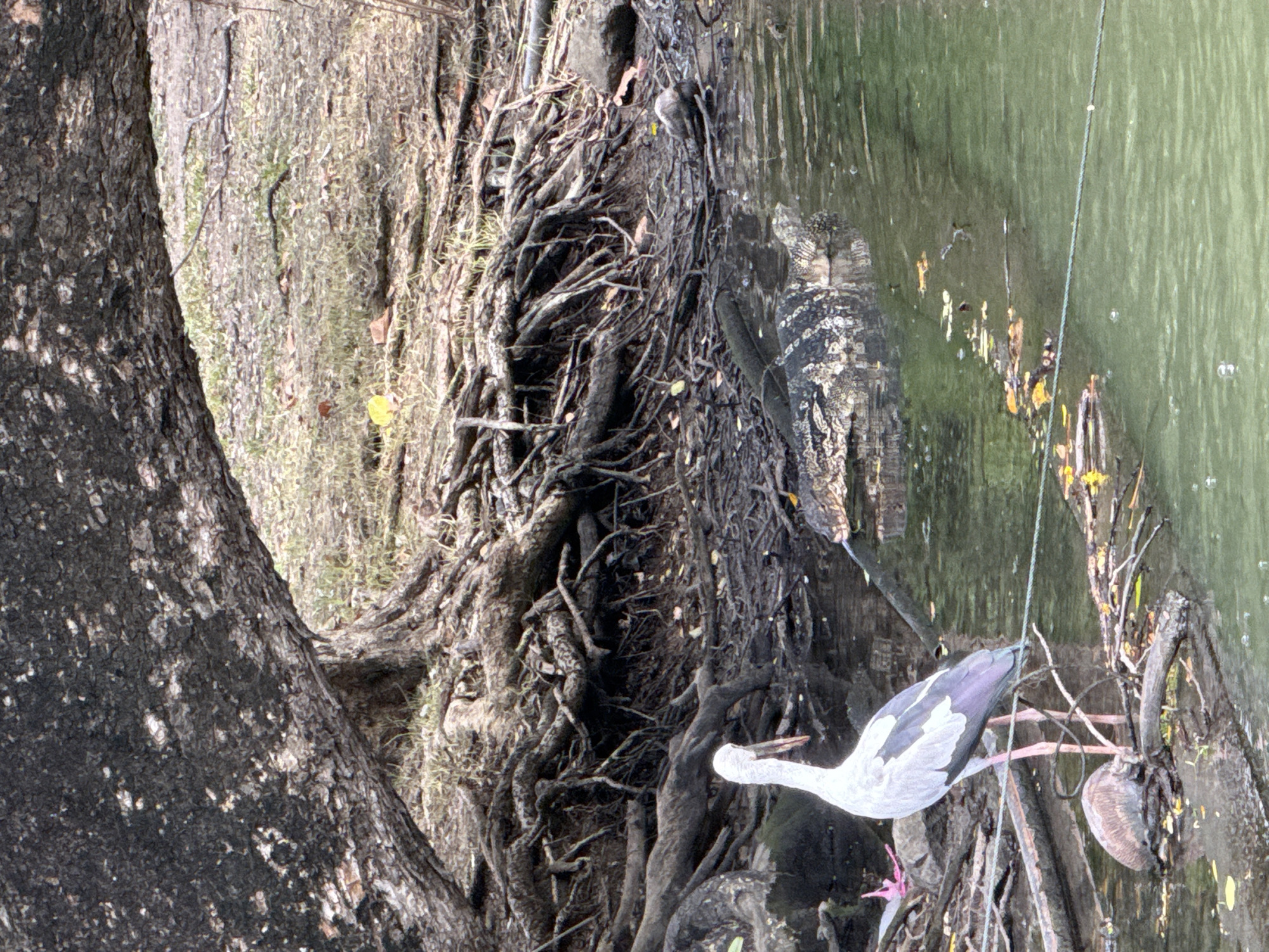 A large, grey-and-white egret with long pink legs stands on a muddy bank next to a murky green body of water. The bird is facing left, with its head lowered slightly. Behind the egret, partially submerged in the water, is a large monitor lizard with a dark, mottled pattern on its scales. The lizard's head is visible, and its body extends into the water. The background shows the exposed, gnarled roots of a large tree, with dry leaves and twigs scattered on the ground. The scene appears to be in a natural setting, possibly a park or a riparian area within the city of Bangkok, Thailand. The lighting is overcast, suggesting a cloudy day.