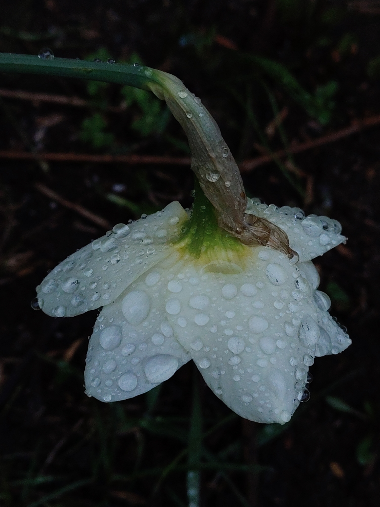 A close-up, medium shot captures a white flower, likely a daffodil, heavily adorned with water droplets. The flower hangs downwards, its stem curving back towards the top of the frame. The background is dark and indistinct, suggesting foliage and perhaps the ground. The location is Unknown, Unknown.