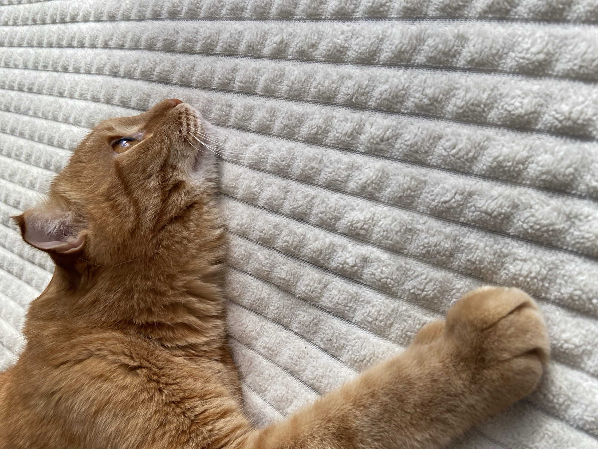 The media file shows an orange cat lying on a white, textured surface with horizontal ridges. The cat is facing upwards, with its head tilted to the left. Its eyes are open and looking up, and its mouth is slightly open. Its right paw is extended upwards, with its claws retracted. The cat's fur is a warm orange color, and it appears to be soft and fluffy. The background is a plain white color with a subtle texture. The lighting suggests it is daytime, with soft light illuminating the scene. No text is visible in the media file. The scene appears to be indoors, likely in a home environment. The cat's posture and gaze suggest curiosity or perhaps anticipation.