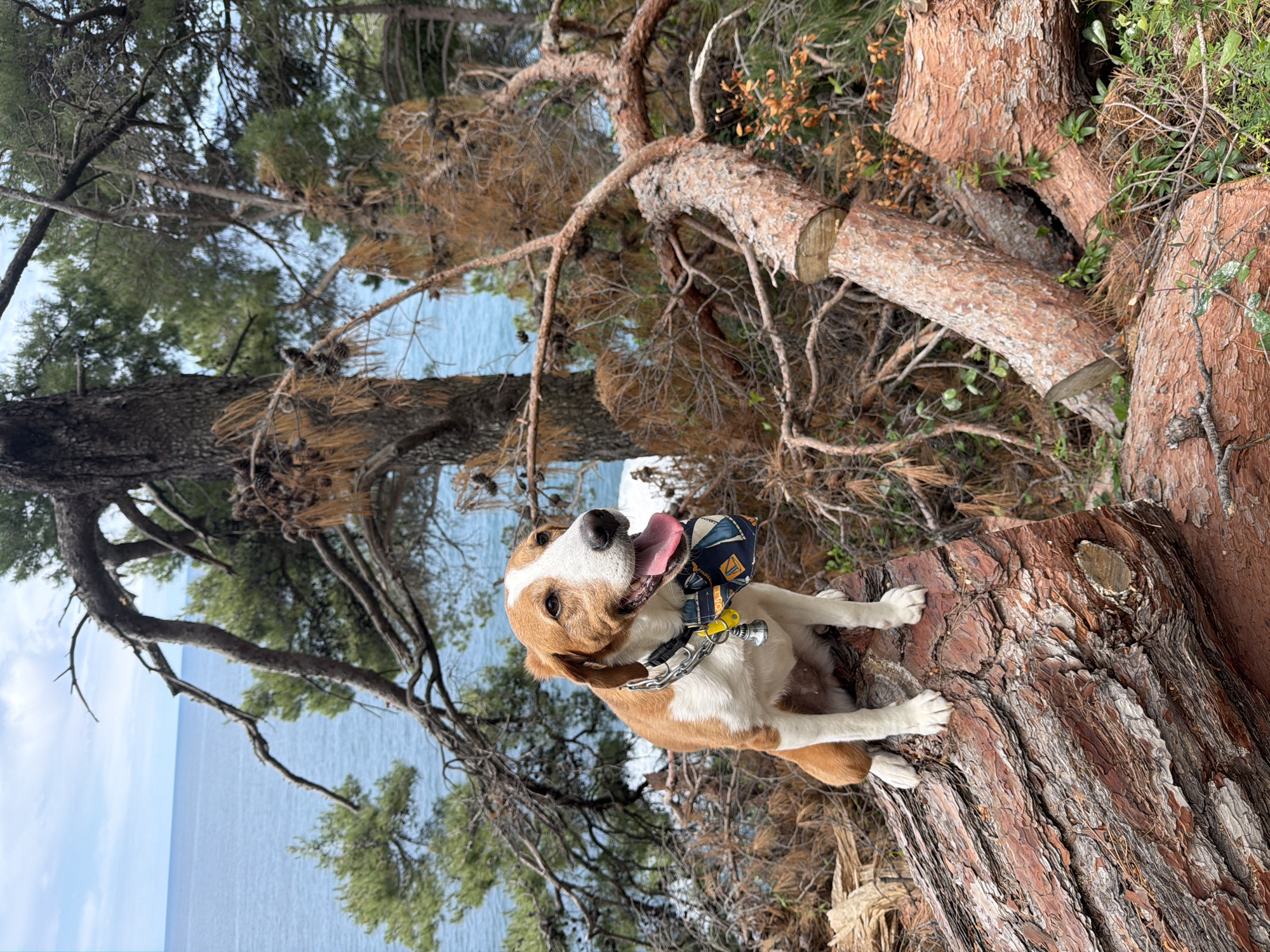 A medium shot photograph displays a tan and white dog sitting on a tree stump overlooking the Adriatic Sea, outside of Petrovac na Moru, Montenegro. The dog has a blue and gold bow tie with a yellow whistle, and its tongue is protruding slightly. The dog is situated on a reddish-brown tree stump that has a rough, cracked texture. The foreground also contains dry leaves and fallen branches. A portion of the blue sea is visible in the background, framed by the surrounding trees. Tall trees with green and brown foliage surround the stump. The sky is partly visible and is light blue in color. The overall image has a slightly downward angle.
