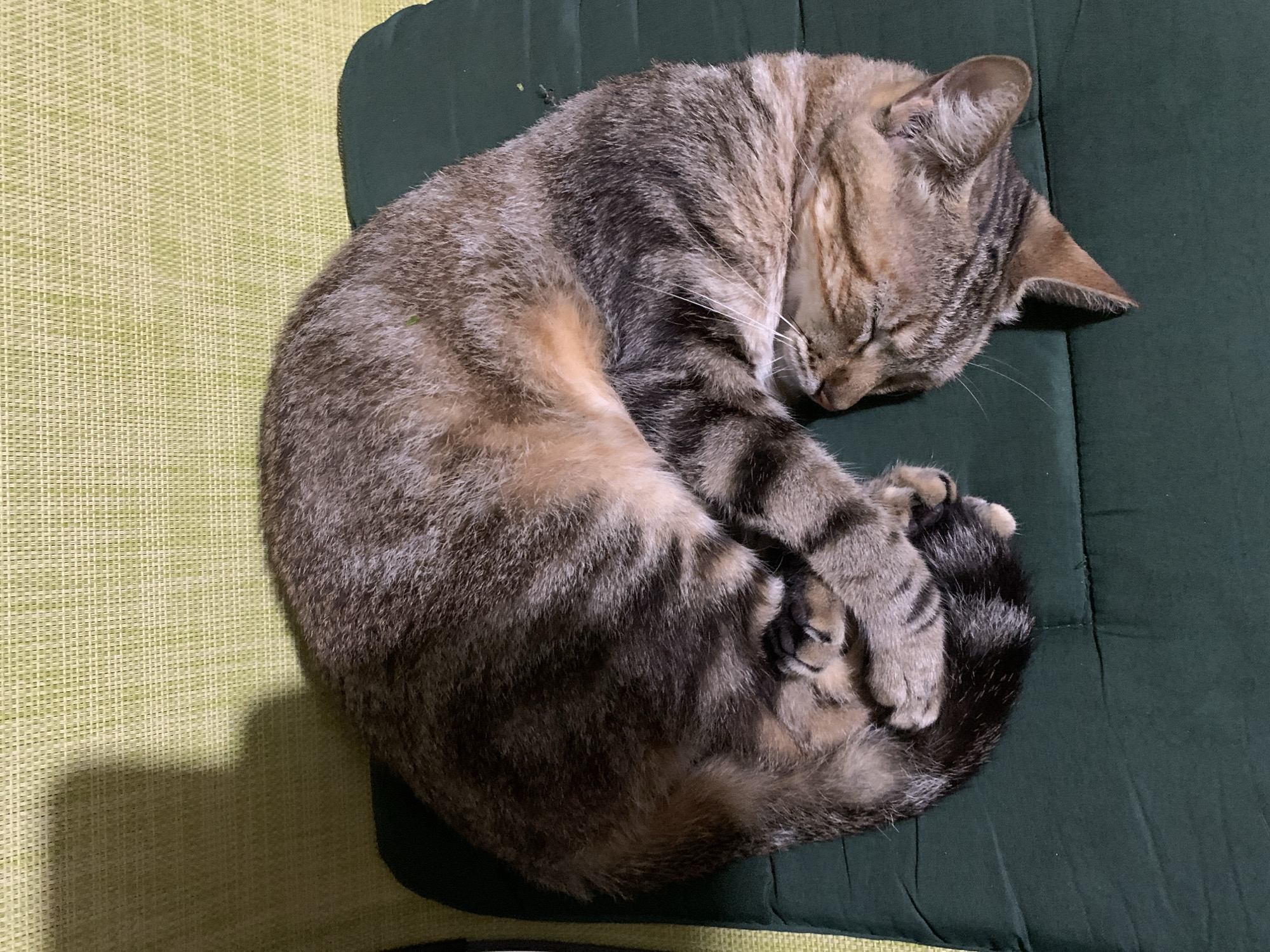 A domestic cat is captured sleeping soundly, curled into a tight ball on a dark green mat. The cat, a brown and black tabby with prominent stripes and lighter cream-colored patches, is positioned centrally within the frame. Its head is tucked in, eyes closed, suggesting deep rest. Its paws are neatly tucked under its body and tail, which wraps around its form. The cat's fur appears soft, with visible individual hairs and whiskers.
The dark green mat the cat rests on shows slight creases and a subtle texture, possibly a quilted or tufted design. This mat is placed on a lighter, possibly lime green, woven mat or rug with a distinct grid-like pattern, resembling a traditional tatami mat or similar floor covering. A shadow is cast from the cat onto the lighter mat, indicating an indoor setting with a light source from above or to the side. The overall lighting appears subdued, without direct harsh light. No specific time of day or weather conditions can be definitively determined from the indoor scene, though the peaceful sleep suggests a relaxed atmosphere. The cat conveys a sense of comfort and tranquility. There is no visible text in the image. While the location context is given as Santa Ana, Venezuela, there are no specific visual cues within the image to identify this location.