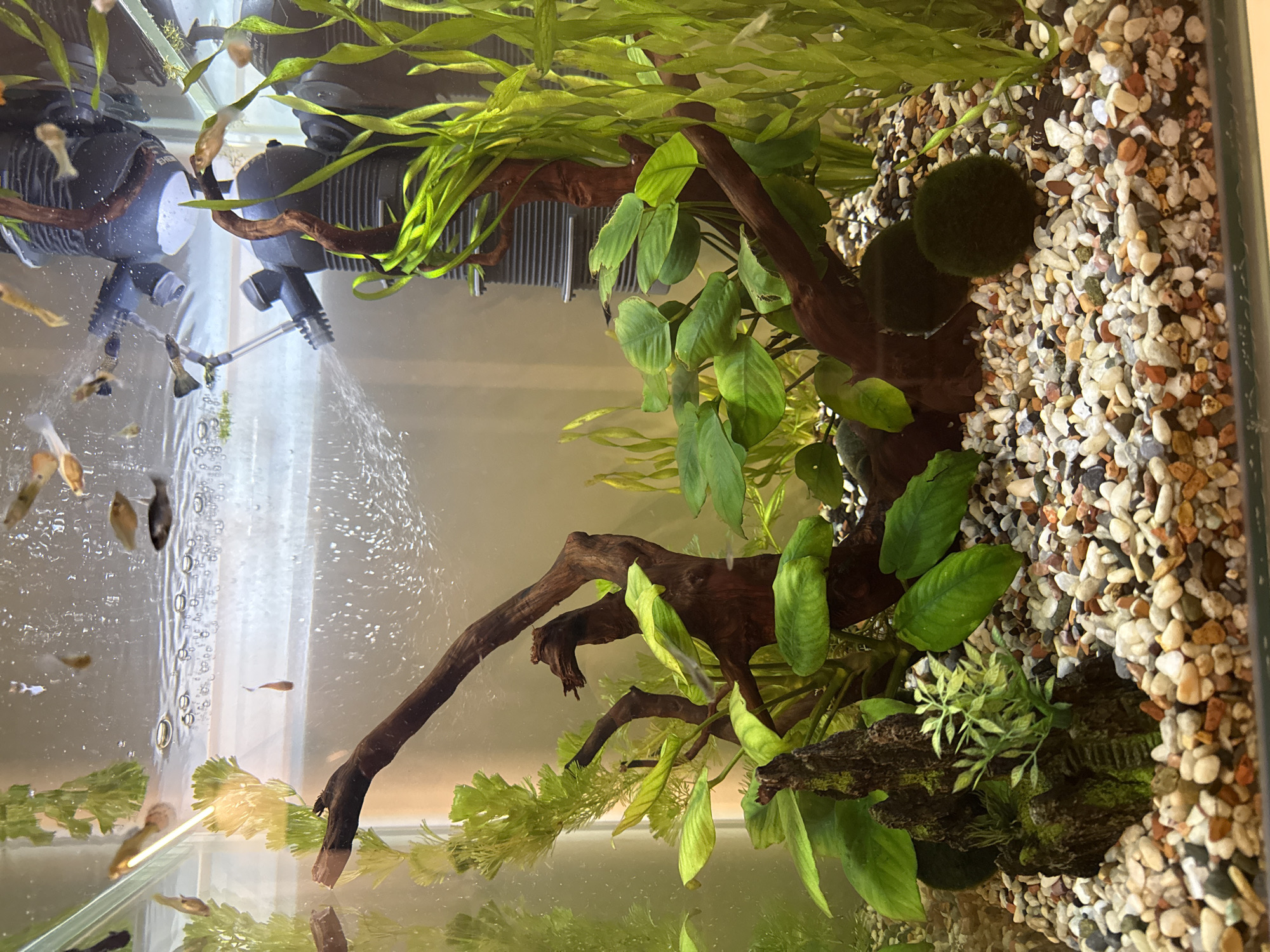 A close-up, eye-level shot captures the interior of an aquarium, teeming with life and lush aquatic plants. The aquarium's substrate is composed of small, multi-colored pebbles. A prominent piece of driftwood, dark and gnarled, serves as a central structure, adorned with bright green aquatic plants and mossy decorations. Several guppies, small and vibrant in shades of orange, yellow, and black, swim actively throughout the tank. In the upper portion of the image, a black aquarium filter is visible, with water being actively pumped out, creating small bubbles. The lighting appears to be coming from above, illuminating the scene and highlighting the fish and plants. The background is a soft, diffused beige. The image shows no indication of being taken in Krasnoyarsk, Russia.