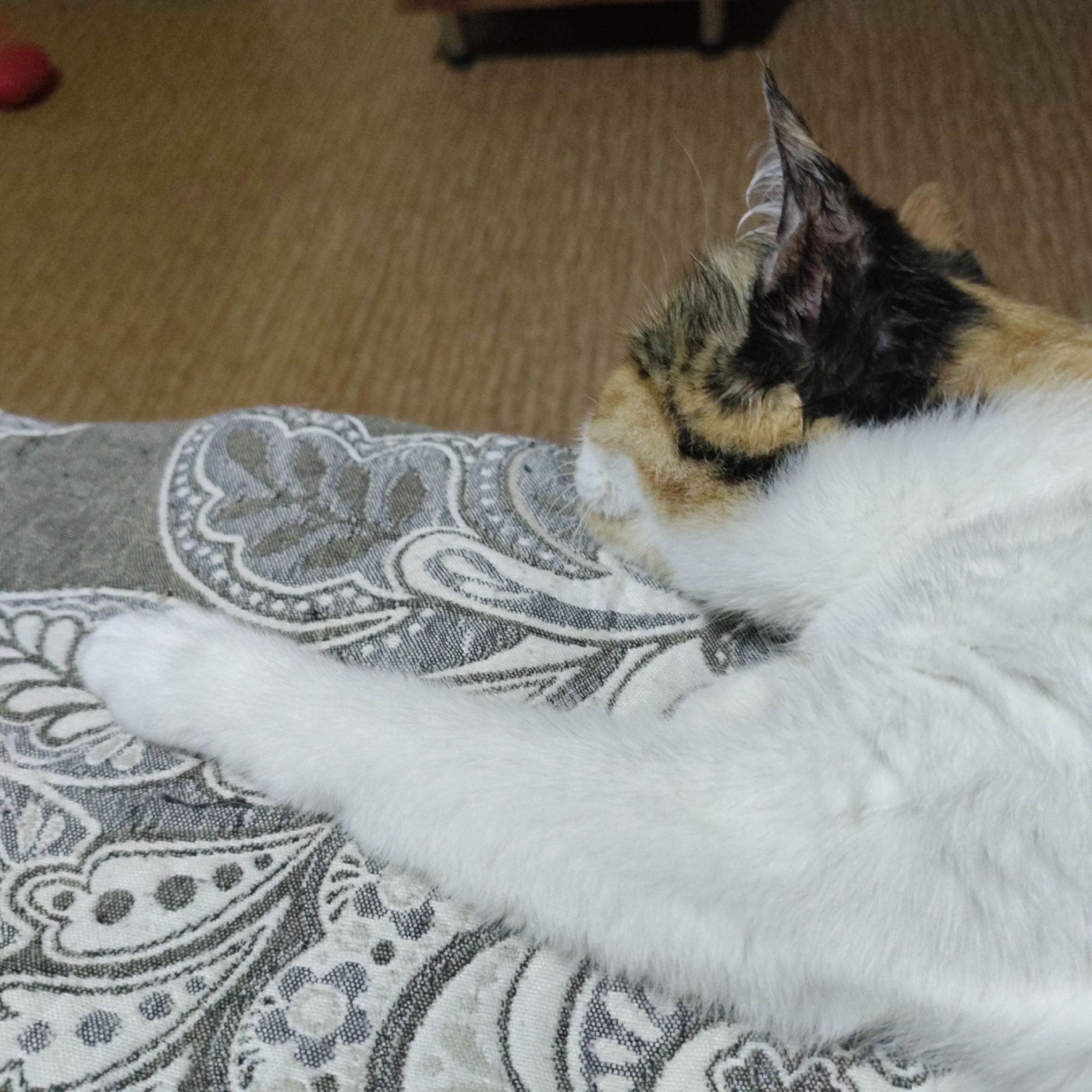 A calico cat is sleeping on a patterned cushion on a wooden floor. The cat's head is buried in its chest, and its front paw is resting on the cushion. The cat's fur is white, black, orange, and brown. The cushion is gray and white with a paisley pattern. The wooden floor is brown and has a wood grain pattern. There is a red object in the upper left corner of the image, which may be a toy. The scene is dimly lit, suggesting it may be indoors. The image appears to have been taken from a high angle, looking down at the cat.