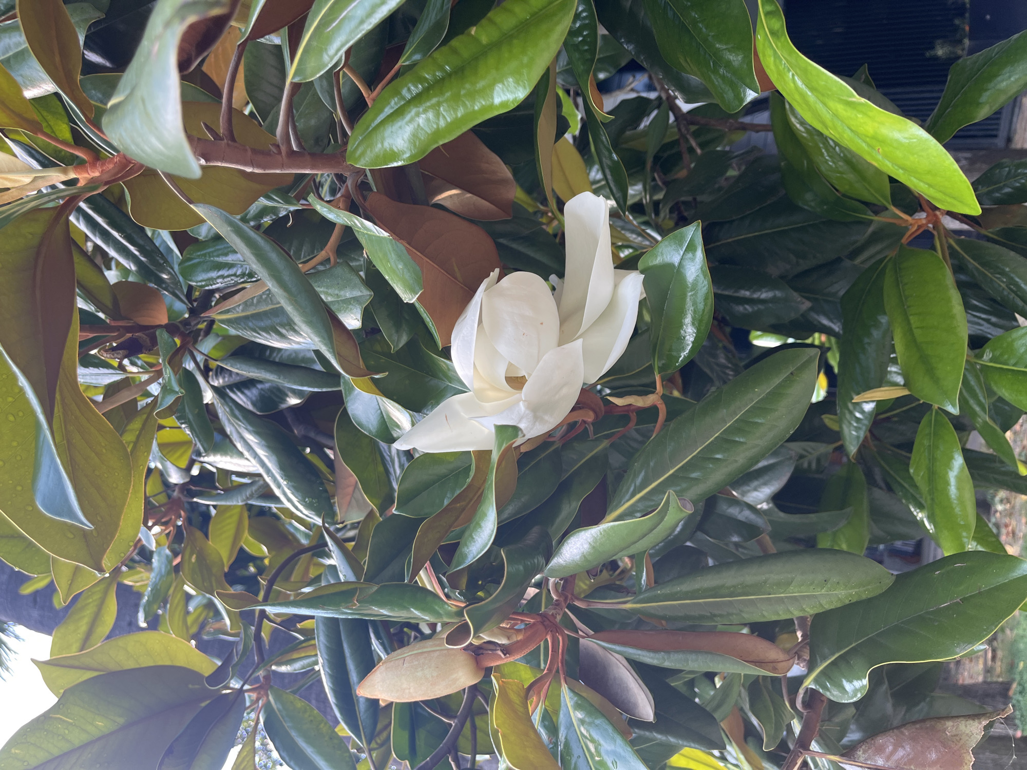 The image shows a close-up view of a magnolia tree in bloom, set against a backdrop of lush green foliage. A single, delicate white magnolia flower is the central focus, its petals unfurling gracefully amidst the dark, glossy leaves. The leaves themselves are large and leathery, with some showing hints of brown, suggesting the changing seasons or natural shedding. The branches are woody and reddish-brown, supporting the leaves and the prominent bloom. The overall impression is one of natural beauty and tranquility. The scene appears to be outdoors, likely in a garden or park, given the abundance of plant life. The lighting suggests it is daytime, with natural light illuminating the scene and casting subtle shadows. There are no people visible in the image, nor any explicit text. The context provided, Sochi, Russia, places this natural display in a specific geographic location.