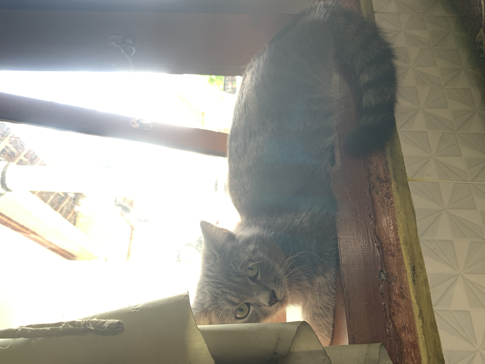 A grey cat with green eyes rests on a wooden ledge. The cat is partially obscured by a light green curtain on the left side of the frame. The background shows a window with bright sunlight streaming through. The wooden ledge has some wear and tear. Below the ledge is a tiled wall with a geometric pattern. The environment suggests an indoor setting, possibly a home or a building in Jajag, Indonesia, given the natural light and common architectural elements.