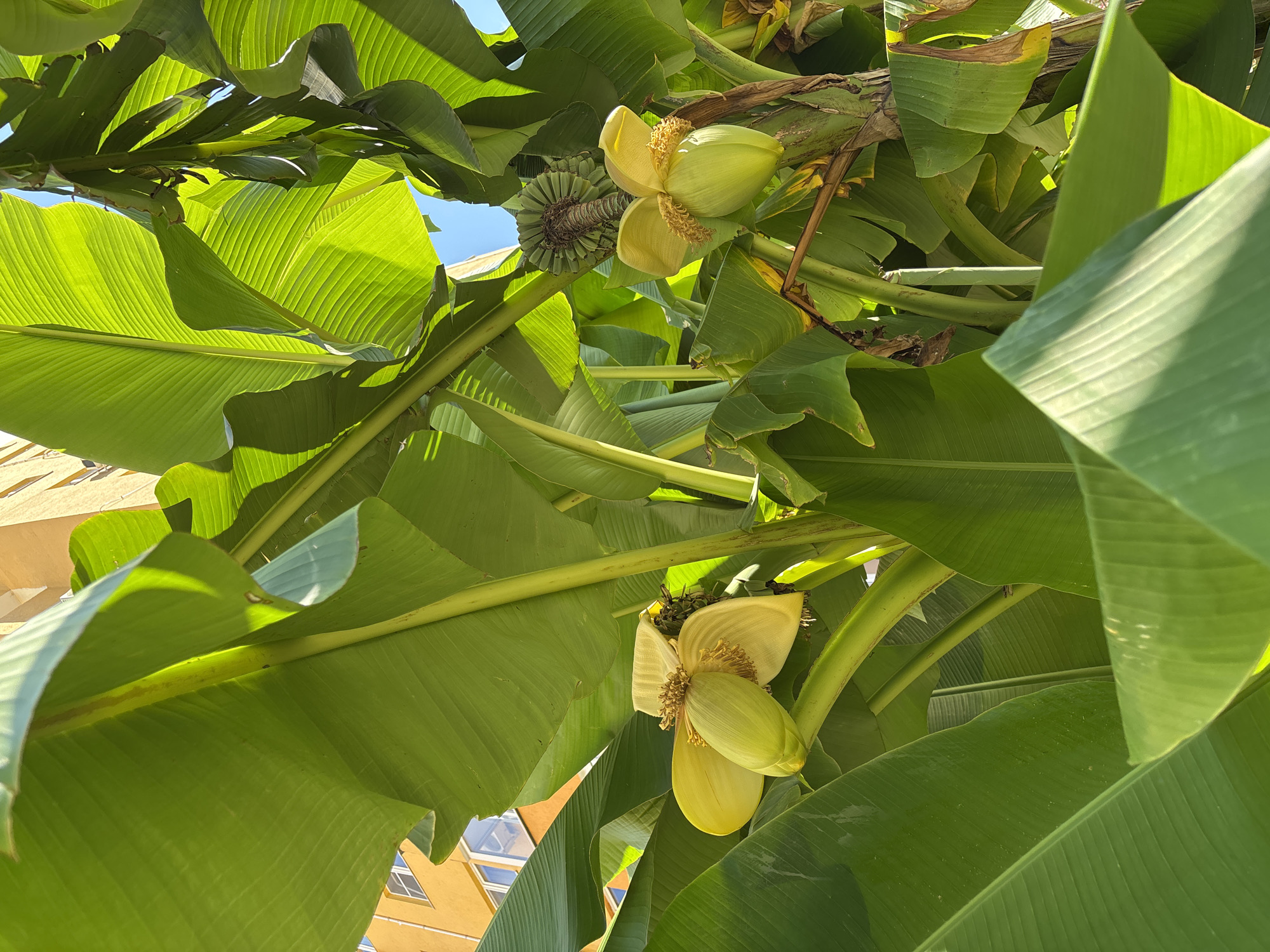The image shows a close-up view of banana tree blossoms and leaves, with a building visible in the background. The scene is set outdoors, under a clear blue sky. The banana tree has large, vibrant green leaves that dominate the foreground and midground. Two banana blossoms, one on the left and one on the right, are clearly visible. They are pale yellow and have a distinctive shape with large, petal-like bracts. A cluster of developing bananas, small and green, is visible above and behind the blossom on the right. Sunlight filters through the leaves, creating areas of light and shadow. In the upper left corner of the image, a portion of a building with yellow siding and windows can be seen. The building appears to be several stories tall. The overall impression is one of lush, tropical foliage. This scene is located in Razdolnoye, Russia.