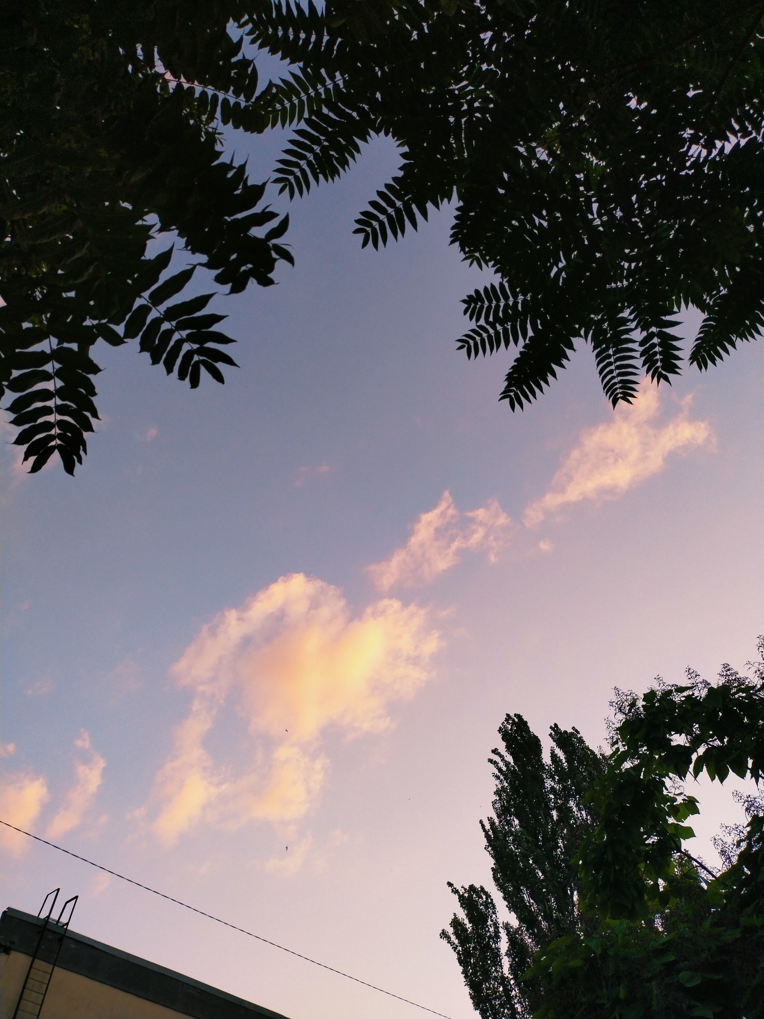 The image depicts a twilight sky over Horishni Plavni, Ukraine, framed by silhouettes of trees and foliage. The sky transitions from a pale blue at the top to a soft pinkish-purple hue near the horizon, illuminated by the setting sun. Wispy clouds, tinged with orange and yellow, are scattered across the sky.
In the foreground, the top of a building is visible on the left, with a ladder-like structure attached to its edge. A dark power line stretches horizontally across the lower portion of the frame. Silhouetted trees and branches occupy the upper and lower right sections of the image, their dark forms contrasting with the luminous sky.
The scene suggests a peaceful evening moment, likely after sunset, given the warm tones in the sky and the gathering darkness of the foliage. There are no people or text visible in the image. The overall mood is serene and contemplative, evoking the beauty of nature at the end of the day.