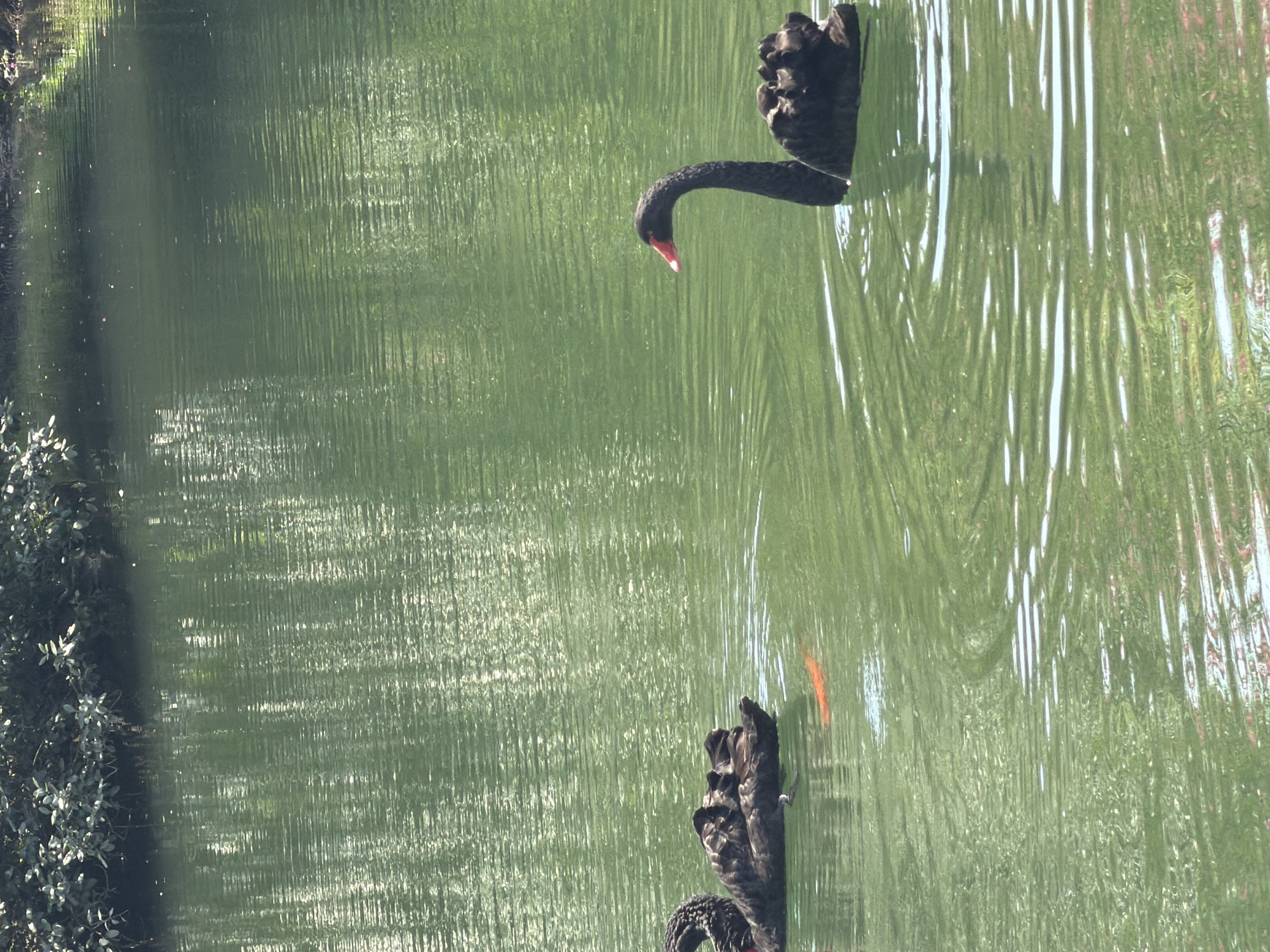 The image depicts a serene scene at a pond, likely within the city of Sochi, Russia, with two black swans swimming. The pond is situated near a lush, green bank covered with dense foliage and trees, whose reflections are visible on the water's surface. The water itself is a vibrant green, disturbed by gentle ripples that create a shimmering effect.
In the foreground, the left side of the image shows the back of one black swan, its dark feathers contrasting with the water. Slightly to the right and further back, a bright orange koi fish is visible swimming beneath the surface, close to another black swan.
The right side of the image prominently features the second black swan. It is positioned closer to the foreground, its elegant, curved neck extending upwards, and its head turned to the left. The swan's beak is a striking red, providing a focal point against its dark plumage. The swan's body is submerged in the water, with its wings appearing to be tucked. The overall impression is one of tranquility and natural beauty, with the swans and the koi fish coexisting peacefully in their aquatic environment.