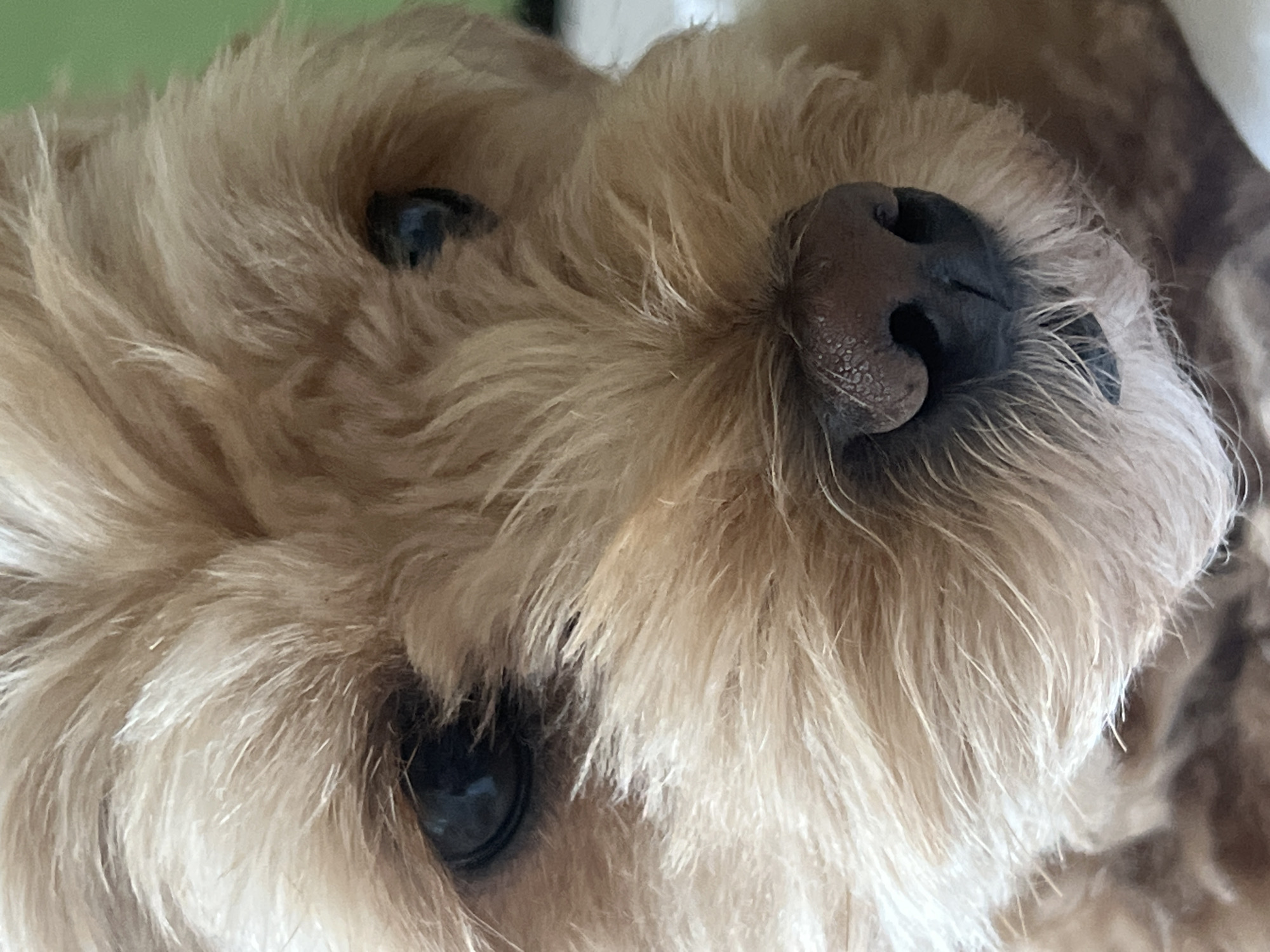 The image is a close-up, head-on shot of a light brown, furry dog's face. The dog's eyes are dark and beady, and its nose is black and textured. The fur is shaggy and appears to be a mix of light brown and some lighter, almost white, strands. The background is blurred and consists of a pale green surface on the left and a lighter, possibly white surface on the right. There are no discernible landmarks or details that would indicate a specific location within a city, or even a city in general.