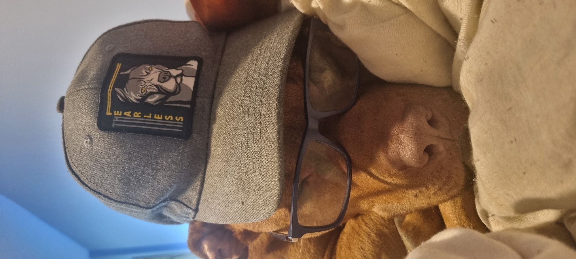 A close-up, horizontally-oriented indoor shot depicts a light brown dog wearing a gray cap and glasses, snuggled under a white blanket. The cap has a black patch with a dog's head and the word "FEARLESS" written in gold lettering. The glasses have dark frames. The dog's nose is centrally located. The background shows a hint of blue wall in the lower left corner. The location is listed as Unknown, Unknown.