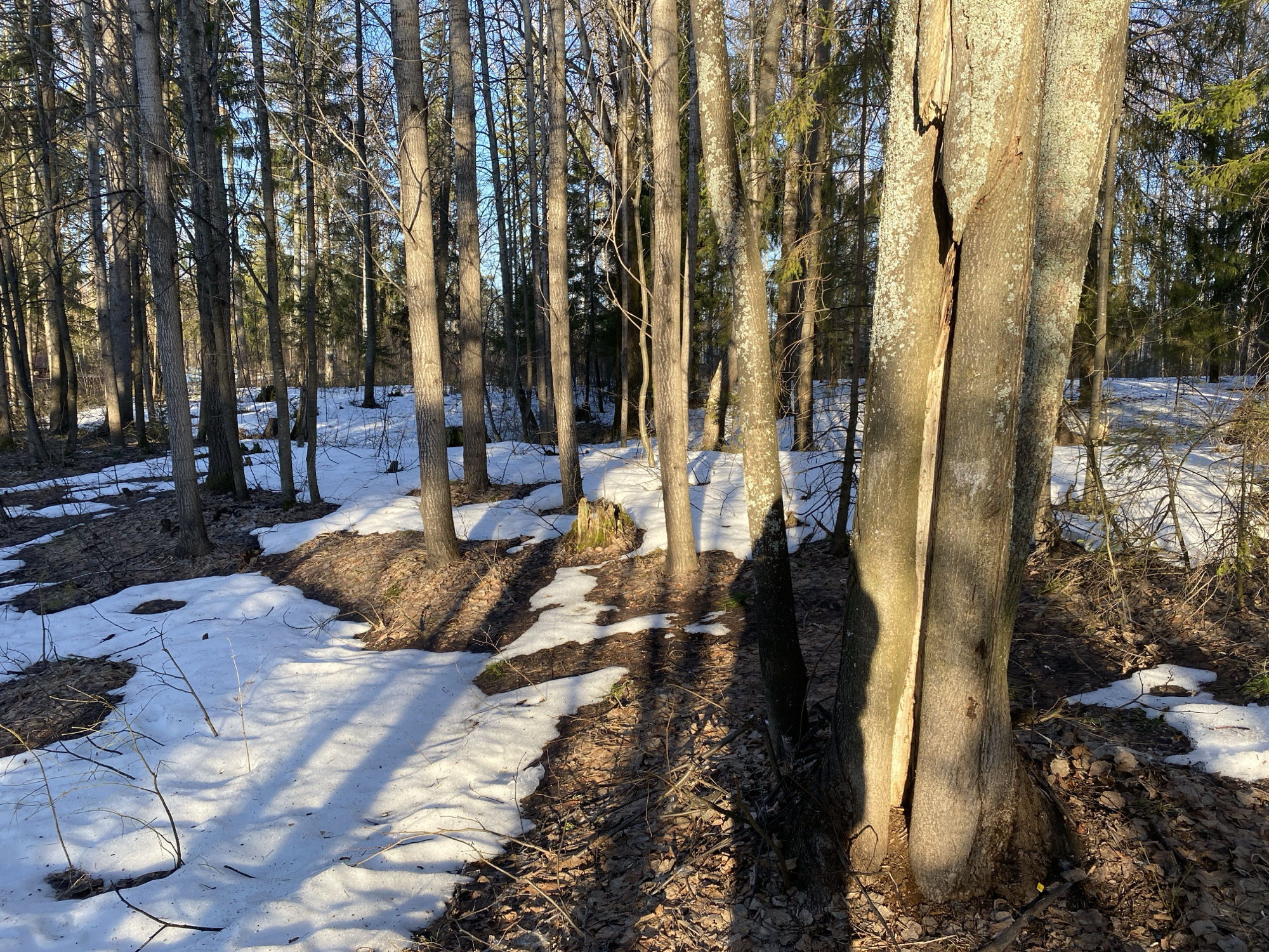 The image depicts a wooded area in Noviy, Russia, with remnants of snow on the ground. The forest consists primarily of thin trees with bare branches, casting long shadows across the snow and leaf-covered forest floor. In the foreground, a thick, light-colored tree with a split in its trunk stands prominently. The overall scene suggests a transition between winter and spring. There are no people visible in the image.