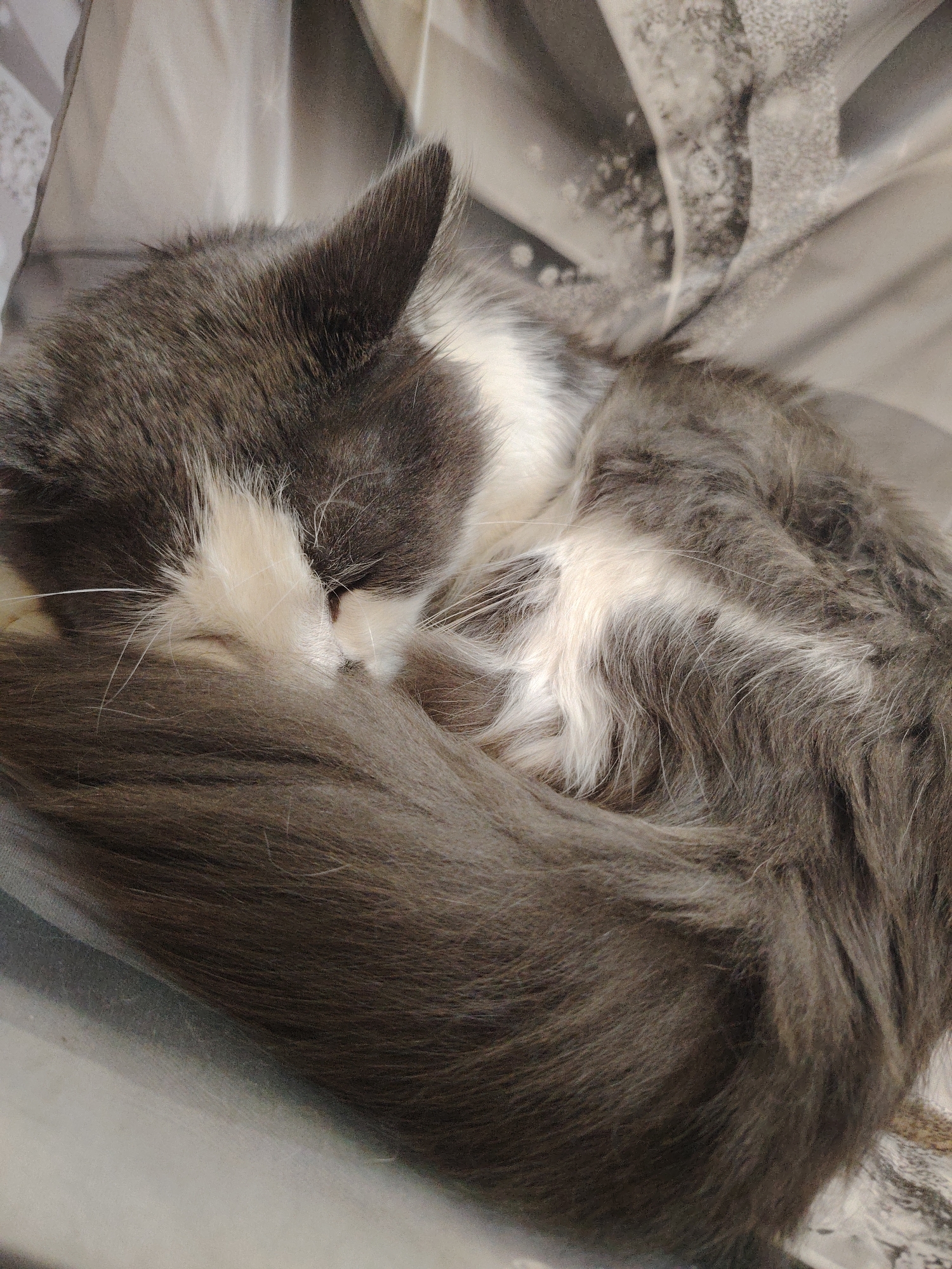 A long-haired cat with grey and white fur is curled up and sleeping. Its head is tucked into its body, and its tail is wrapped around it. The cat is lying on a surface that appears to be a bed or sofa, covered with a patterned fabric. The lighting is soft, and the overall impression is one of peace and comfort. There is no visible indication of the cat's location within the city of Smolyan, Bulgaria, as the image focuses solely on the animal and its immediate surroundings.