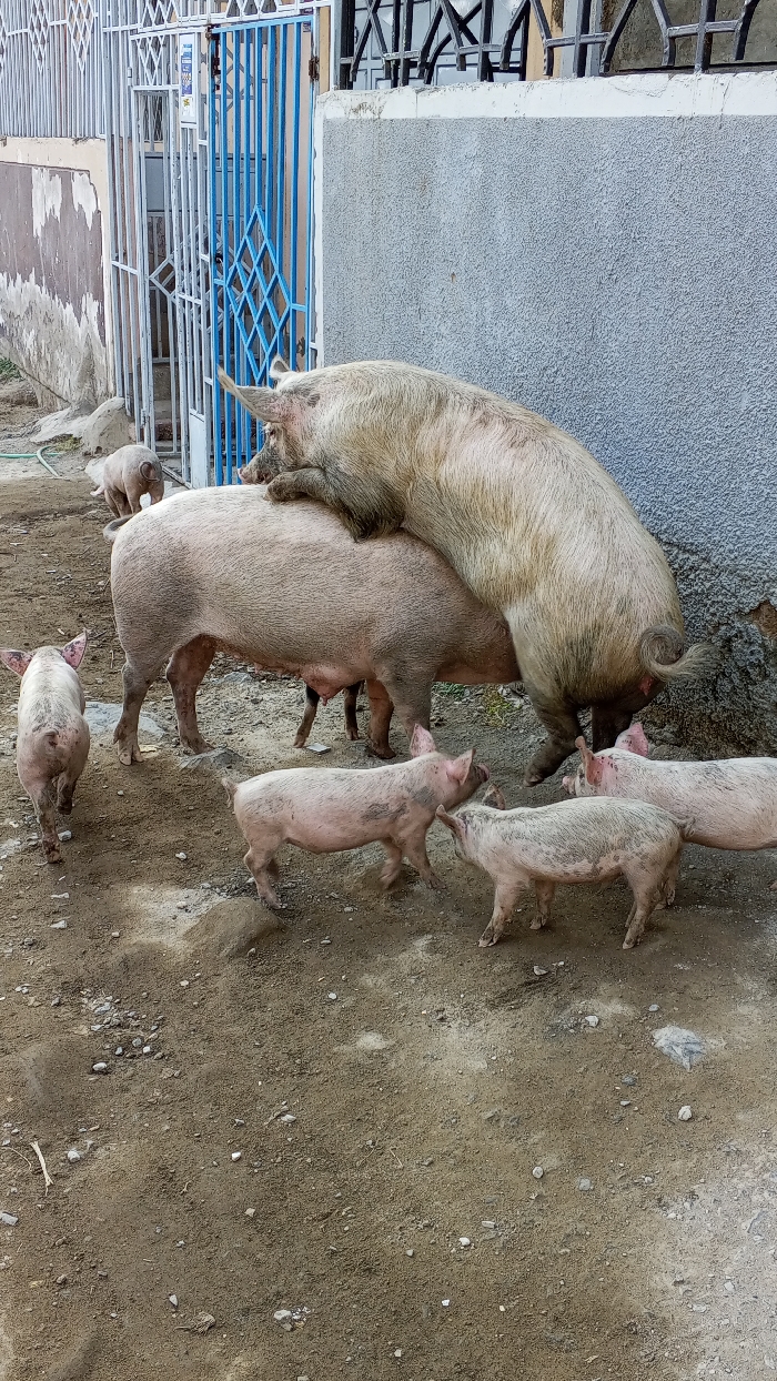 The image depicts an outdoor urban scene, consistent with an informal or peri-urban area of Nairobi, Kenya. The foreground consists of an uneven, unpaved dirt ground, scattered with small stones and patches of bare earth.
Eight light-colored pigs, exhibiting various shades of pink and beige with dirt markings, are present. Centrally, a large boar is observed mounting a sow, indicating copulation. Six smaller pigs, ranging from piglets to juveniles, are distributed throughout the scene. One small piglet is visible in the upper left, moving away. Two juvenile pigs are positioned in the lower foreground. Three additional piglets are located closer to the adult pair on the right side of the frame.
In the background on the left, a worn building facade is partially visible behind a white vertical bar metal gate, which is slightly ajar. Behind this, a blue metal gate with a diamond pattern is also visible. On the right, a grey, textured stucco wall forms the background, topped by dark metal security bars. The scene is well-lit, indicating daylight. No human presence is observed.