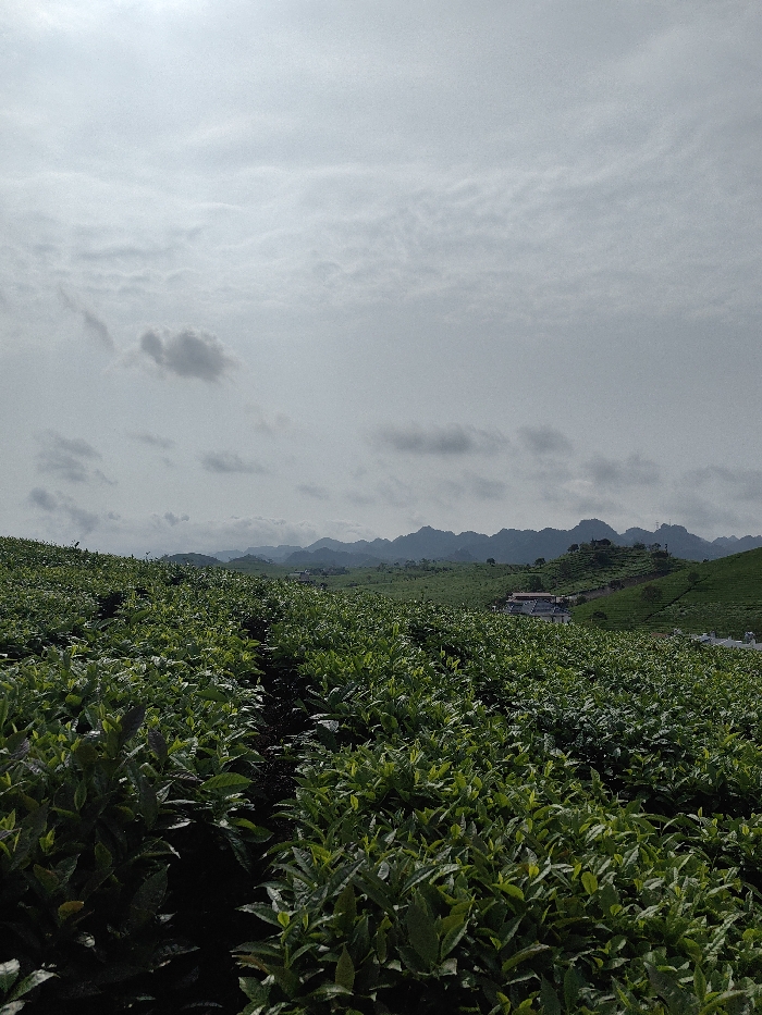 The scene captures an expansive tea plantation landscape in Nông trường Mộc Châu, Vietnam, under a diffused, overcast sky. The foreground is dominated by meticulously cultivated rows of vibrant green tea bushes, with a narrow, dark path visible between rows in the lower-center. These dense tea fields extend across rolling terrain into the midground, where a cluster of buildings with light-colored roofs is visible on a hillside to the right. A section of a paved road or path, marked with a white line, is partially visible on the far right edge. The background features a succession of vegetated hills leading to a range of distant, rugged karstic mountains with jagged peaks, partially obscured by atmospheric haze. The sky is predominantly light grey with scattered, darker cloud formations. No individuals, specific actions, or interactions are visible.