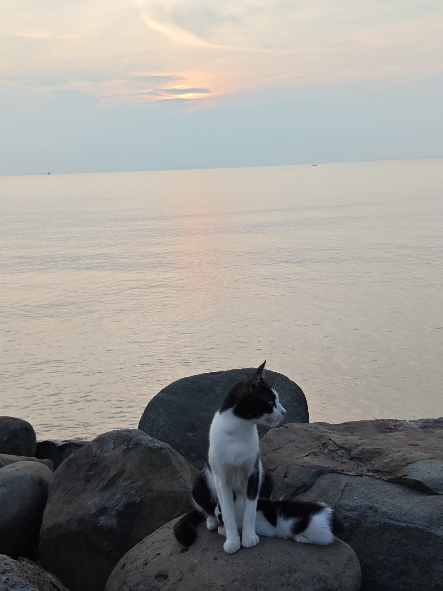 A black and white cat sits peacefully on a large, dark grey rock in the foreground of a serene coastal scene. The cat has distinct white markings on its chest, paws, and face, contrasted with black fur on its head, back, and tail. Its tail is curled around its body as it looks towards the right side of the frame, observing the vast sea.
The setting is a rocky shore, with multiple smooth, dark boulders forming a natural breakwater or coastline. Beyond these rocks, a calm expanse of ocean or sea stretches towards the horizon. Two small, dark shapes, appearing to be distant boats, are visible on the tranquil water surface.
The time of day is either sunrise or sunset, indicated by the soft, diffused light and the delicate pastel colors of the sky, featuring hues of light blue, pink, and faint orange near the horizon where the sun's glow is partially visible through scattered clouds. The water reflects these gentle colors, contributing to the tranquil atmosphere. The scene evokes a sense of quiet contemplation by the sea, in Lhokseumawe, Indonesia. There is no visible text in the image.