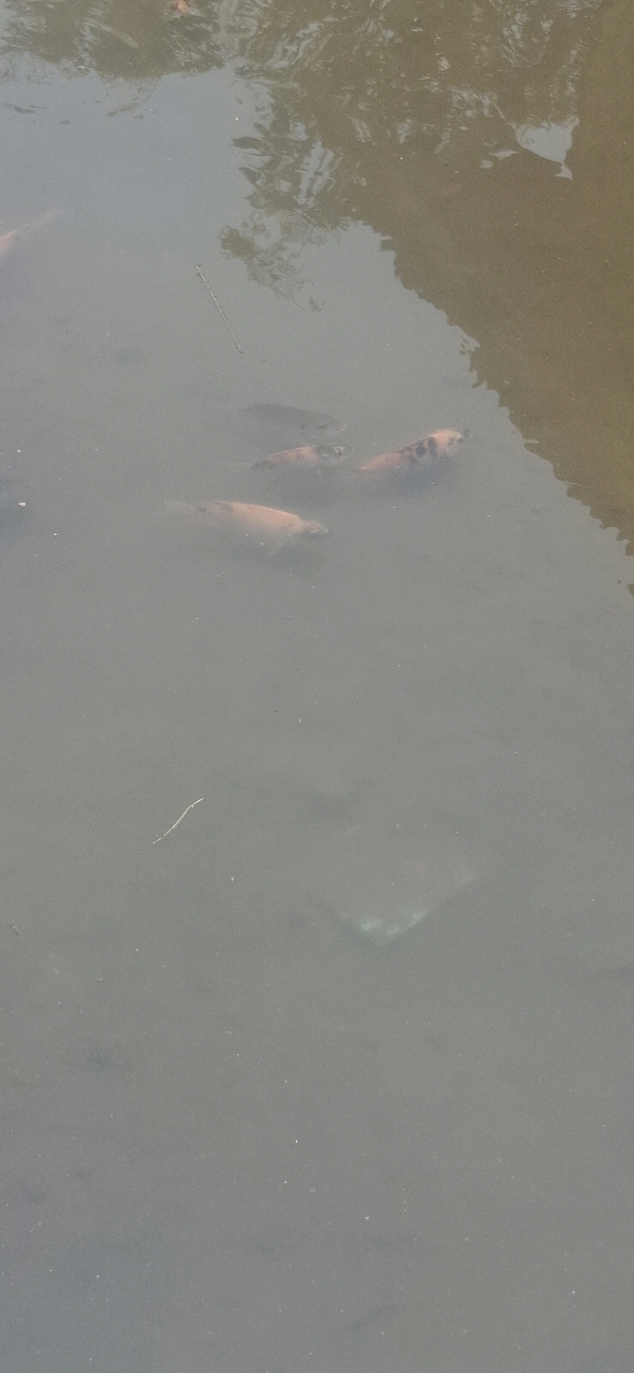 The image depicts a murky pond with several koi fish swimming just below the surface. The water is a muted brown-grey color, suggesting it may be a natural pond or one with some sediment. Reflections of trees and possibly a structure are visible on the water's surface, indicating an outdoor environment. One distinct object appears to be submerged in the lower right quadrant of the image, possibly a piece of debris or part of the pond's structure, with a faint greenish hue. The lighting suggests an overcast or shaded day. The scene is static, with the fish appearing to swim peacefully in their aquatic environment. The location is identified as Cilaku, Indonesia, though no specific landmarks are identifiable in the image itself to confirm this.